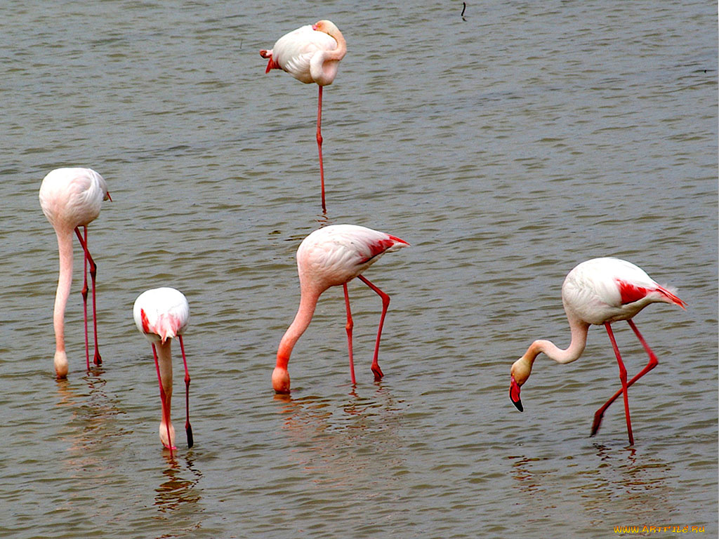 животные, фламинго