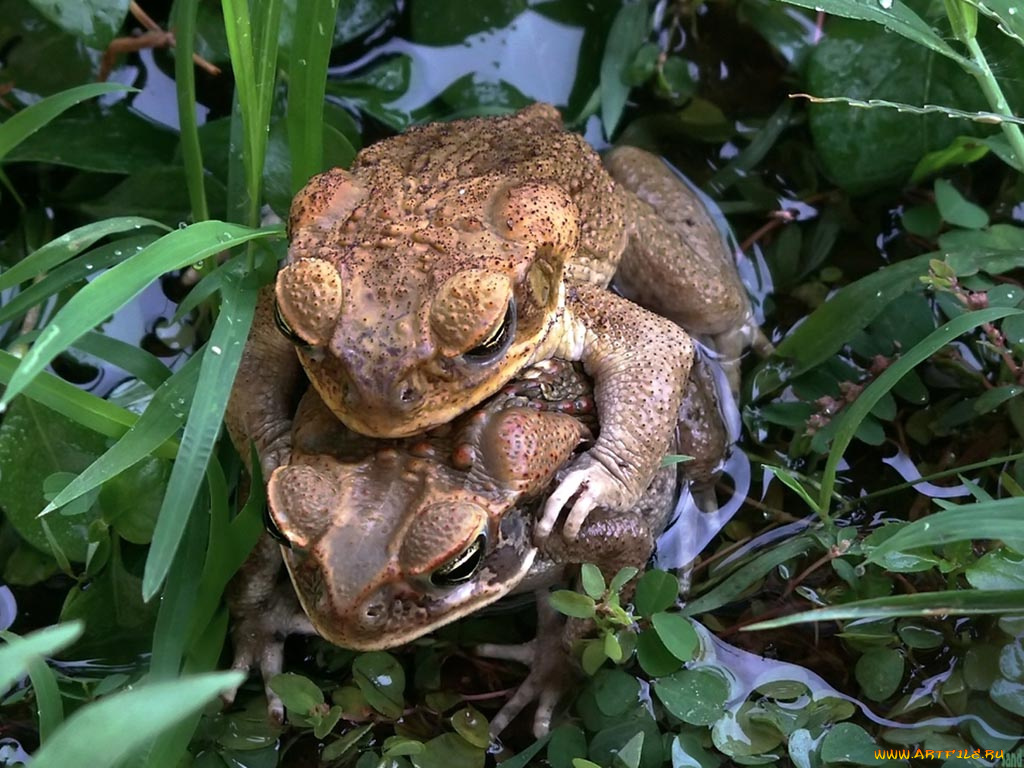 животные, лягушки