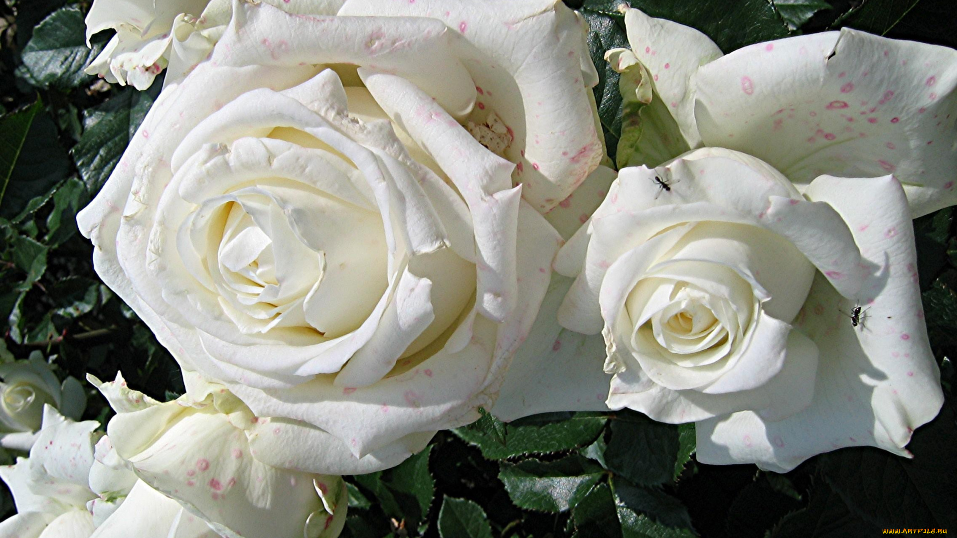 цветы, розы