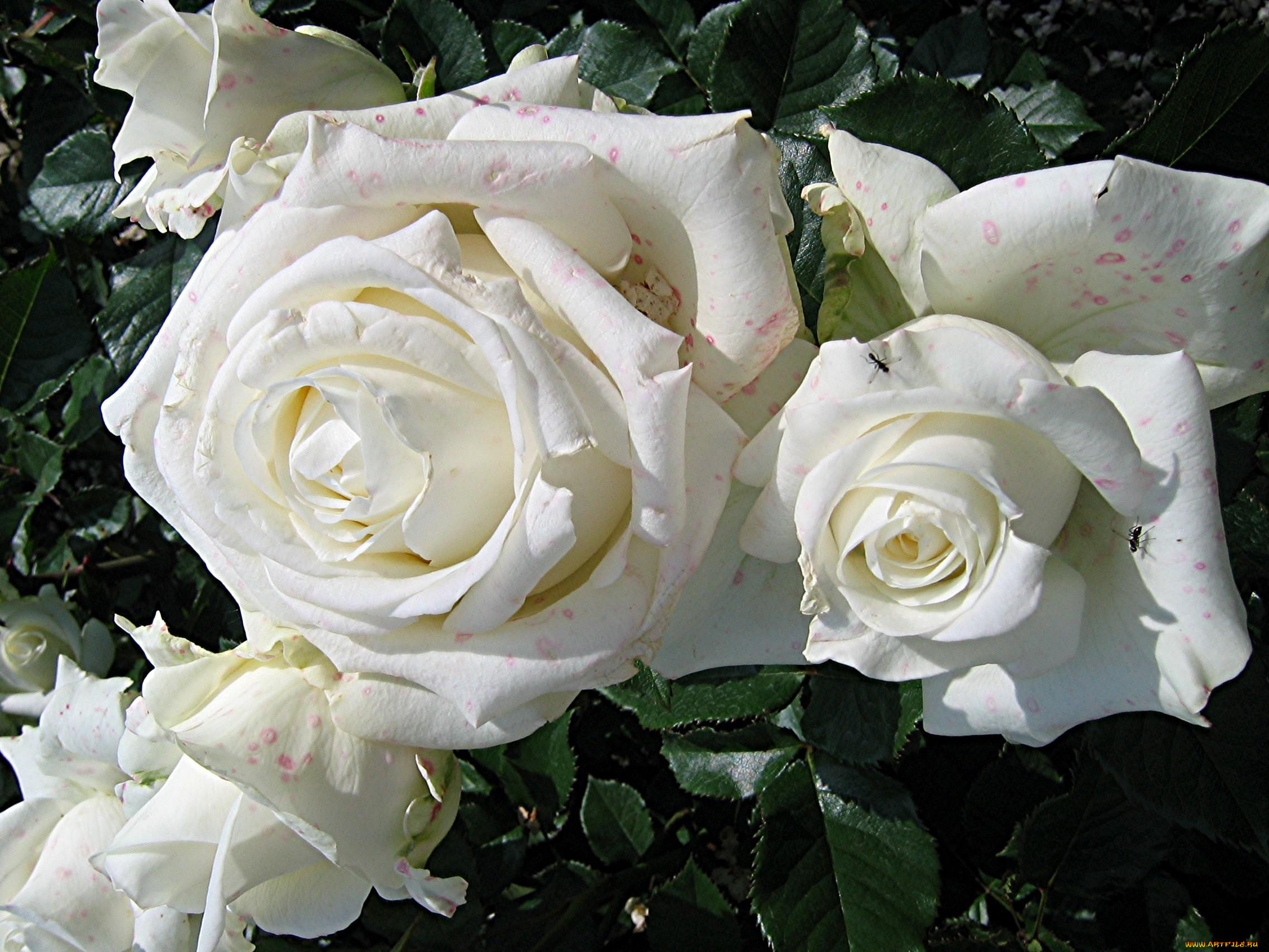 цветы, розы