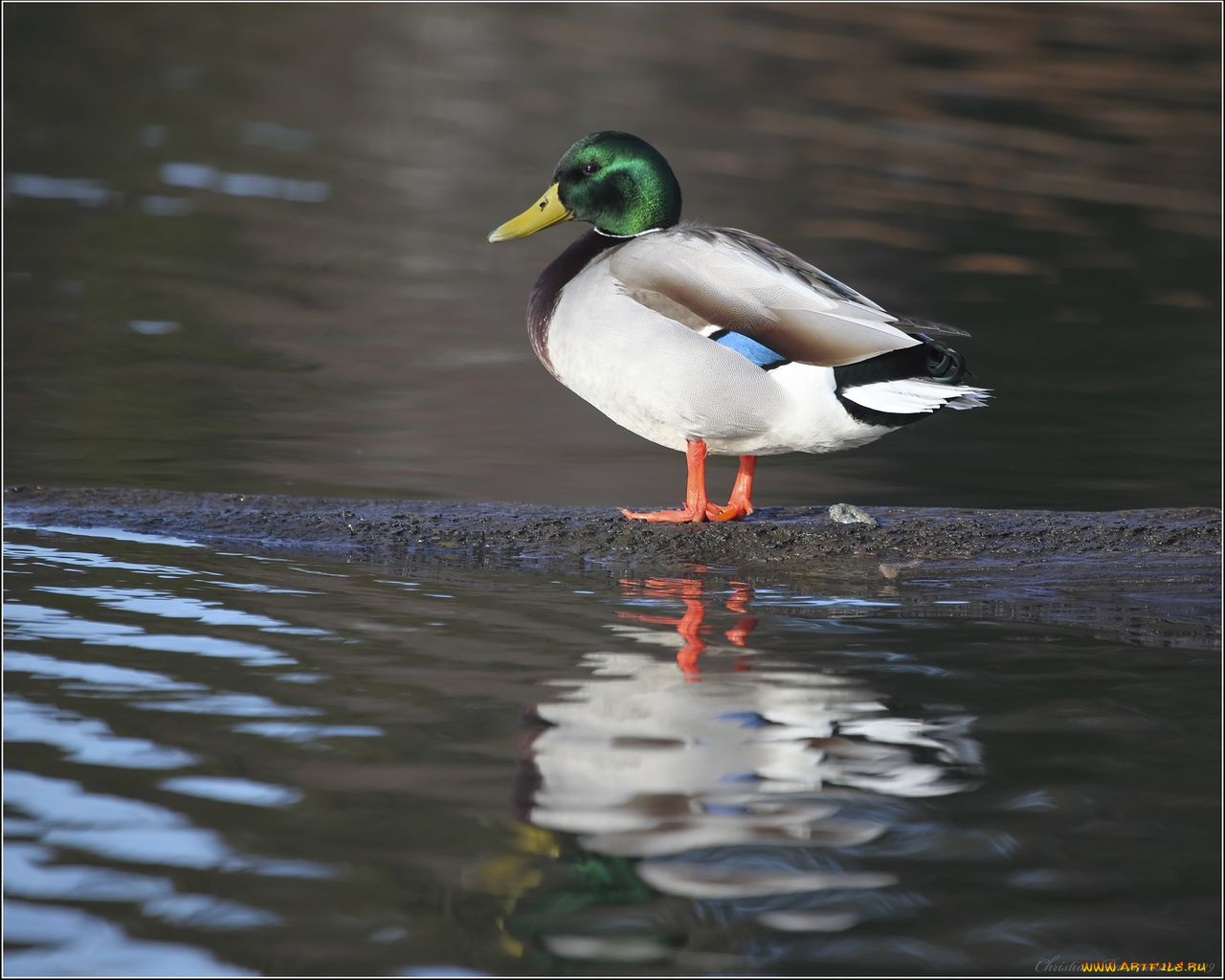 животные, утки