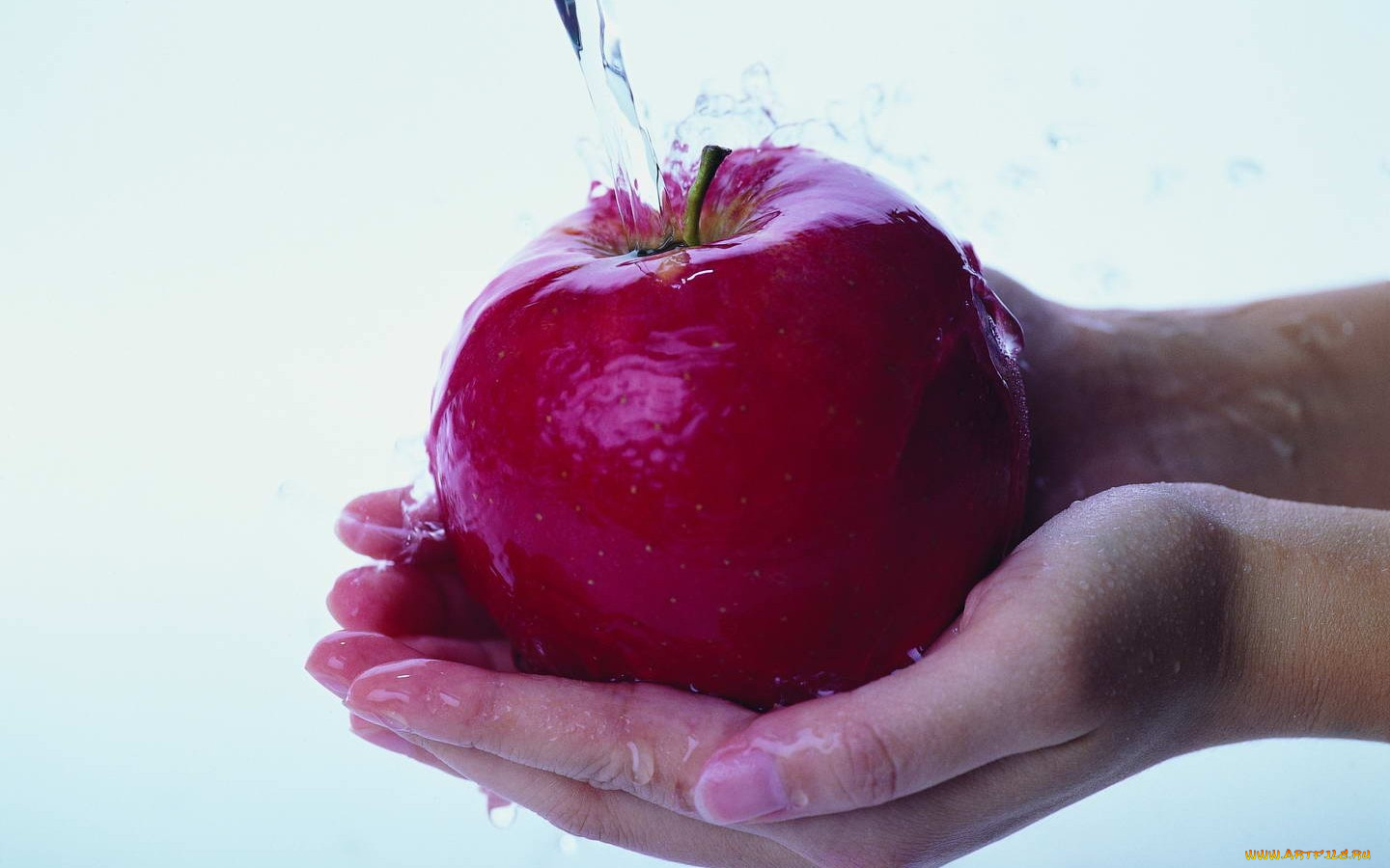 еда, Яблоки