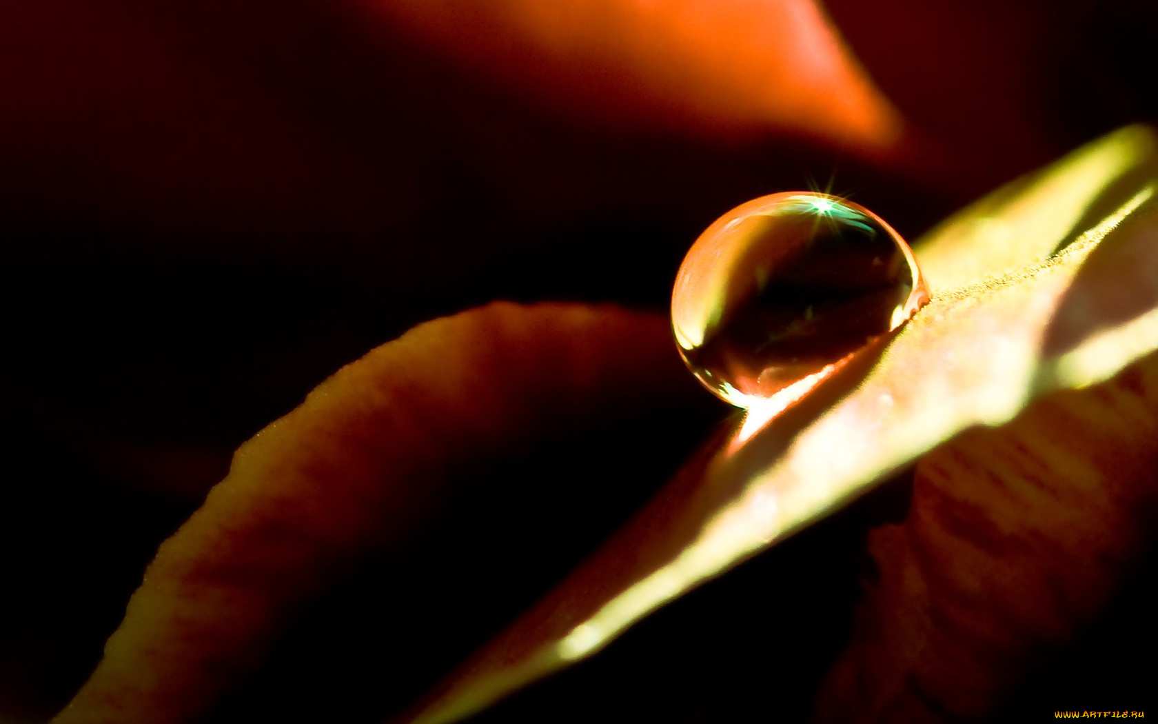 природа, макро