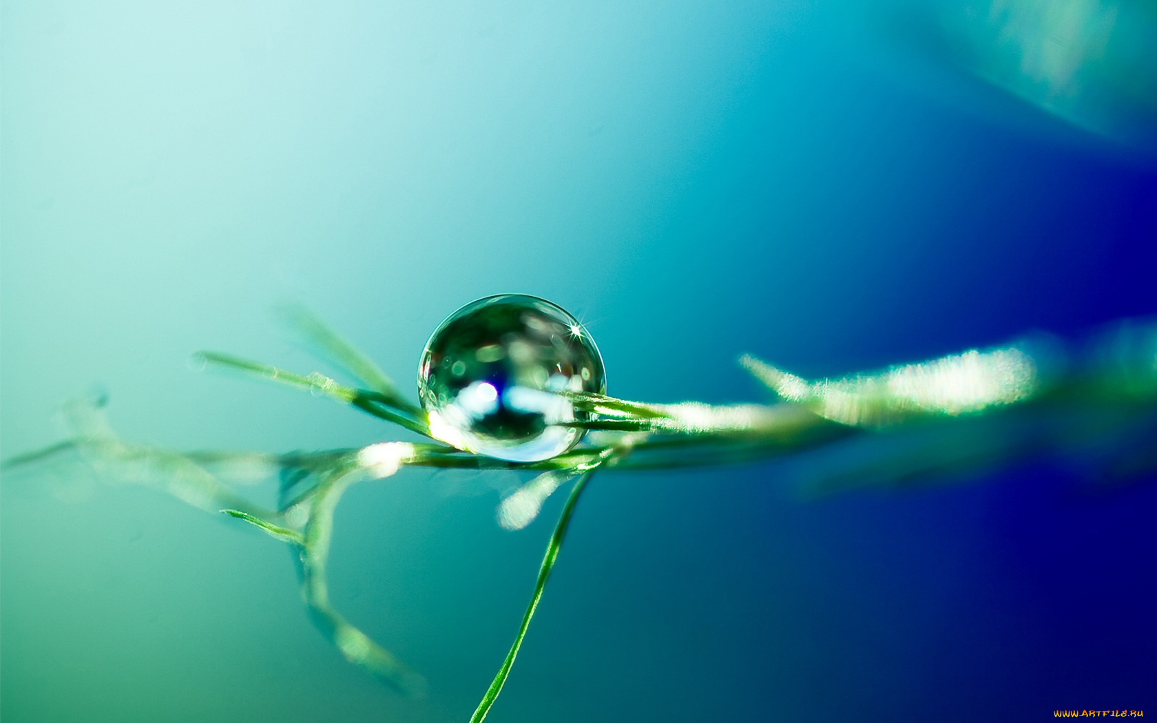 природа, макро