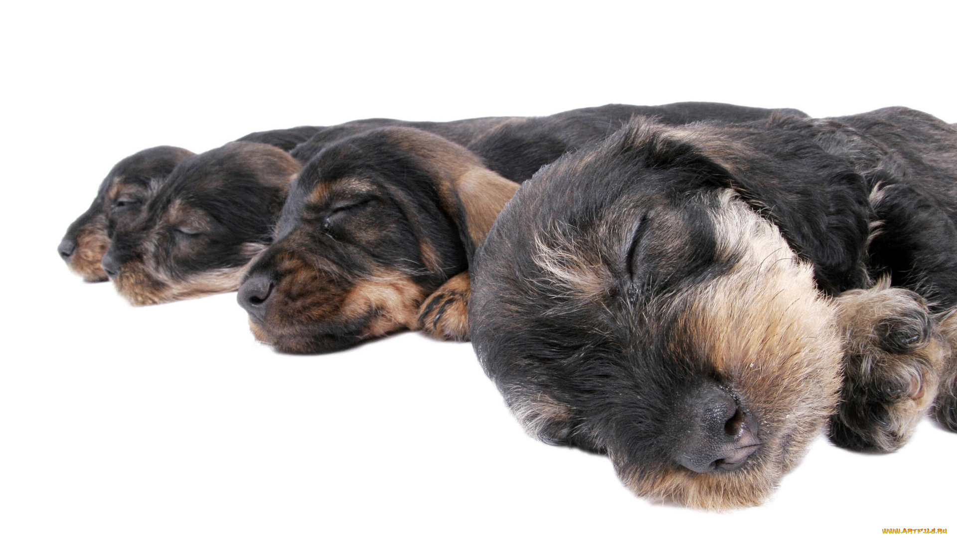 животные, собаки