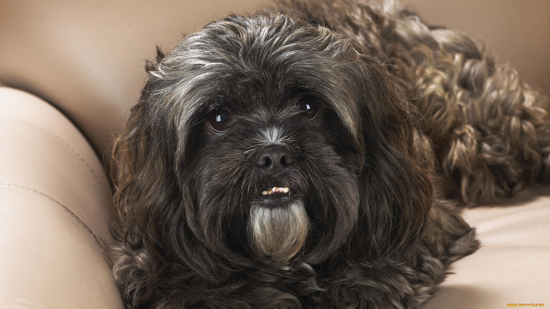 животные, собаки