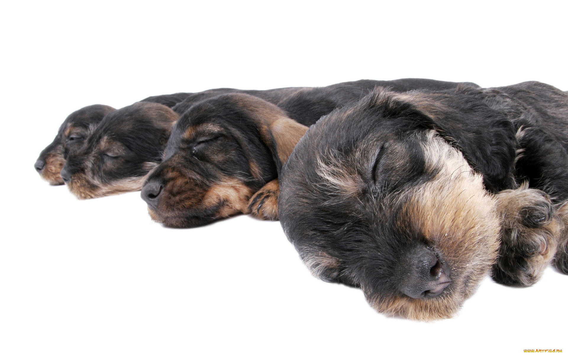 животные, собаки