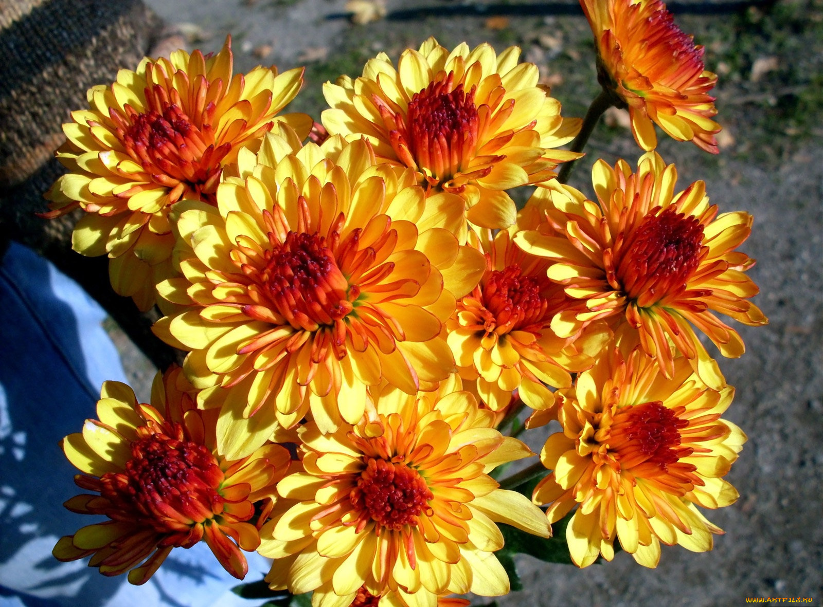 цветы, хризантемы
