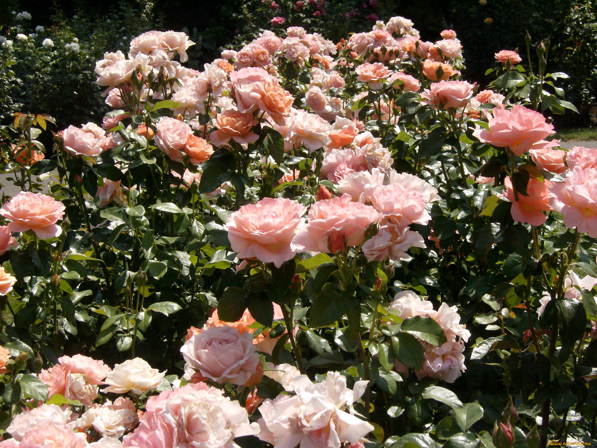 цветы, розы, куст