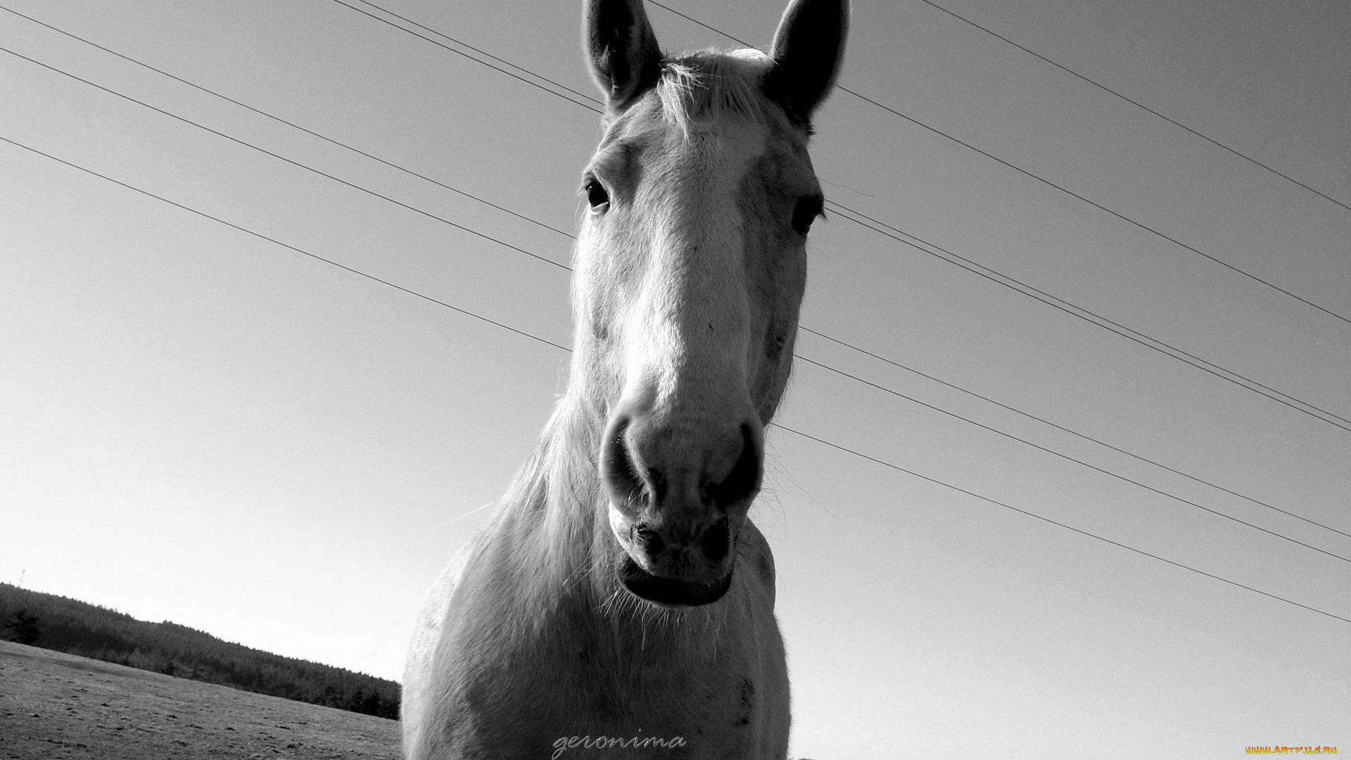 автор, geronima, животные, лошади, черно-белое, фото