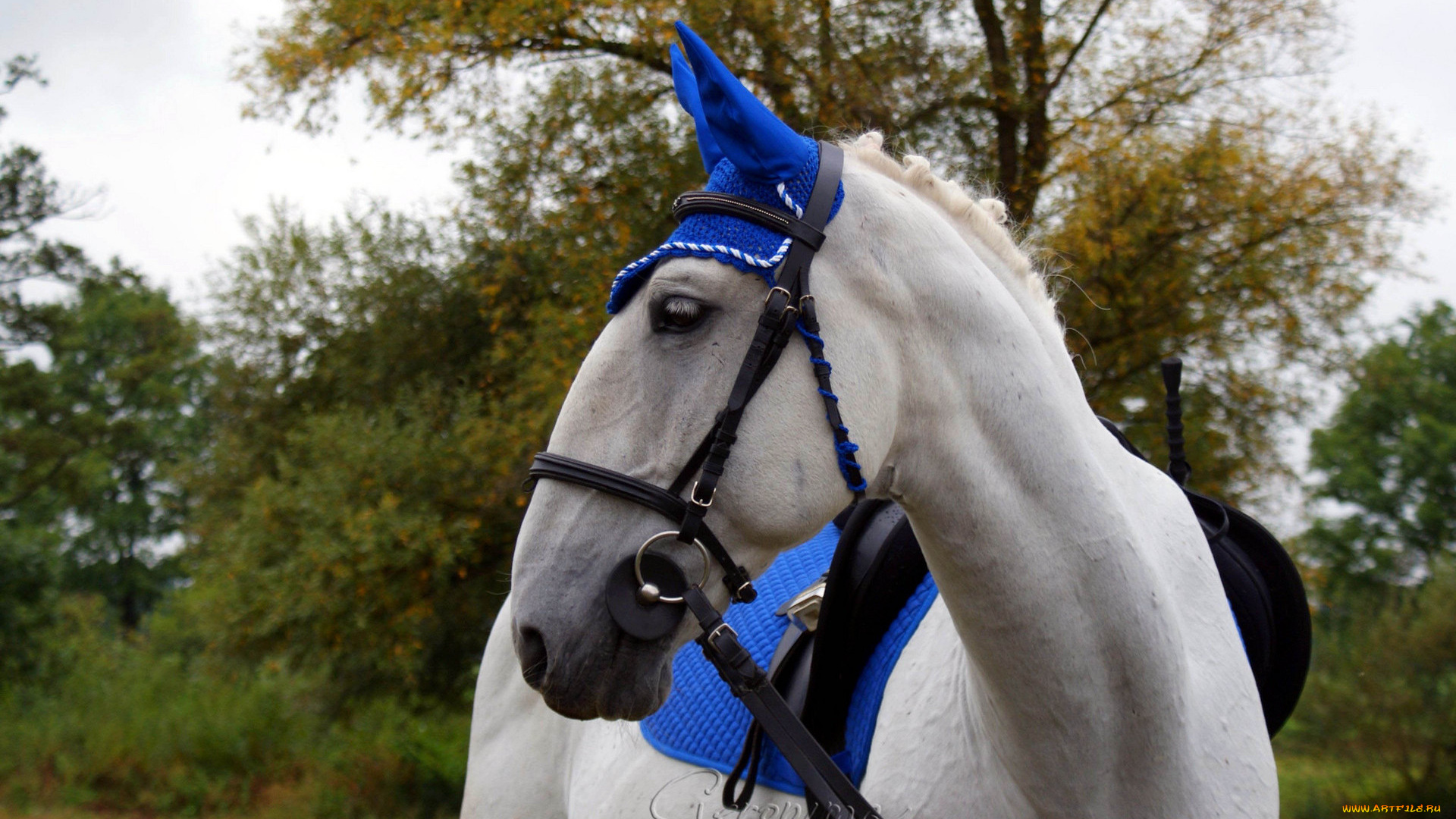 автор, geronima, животные, лошади, упряжь