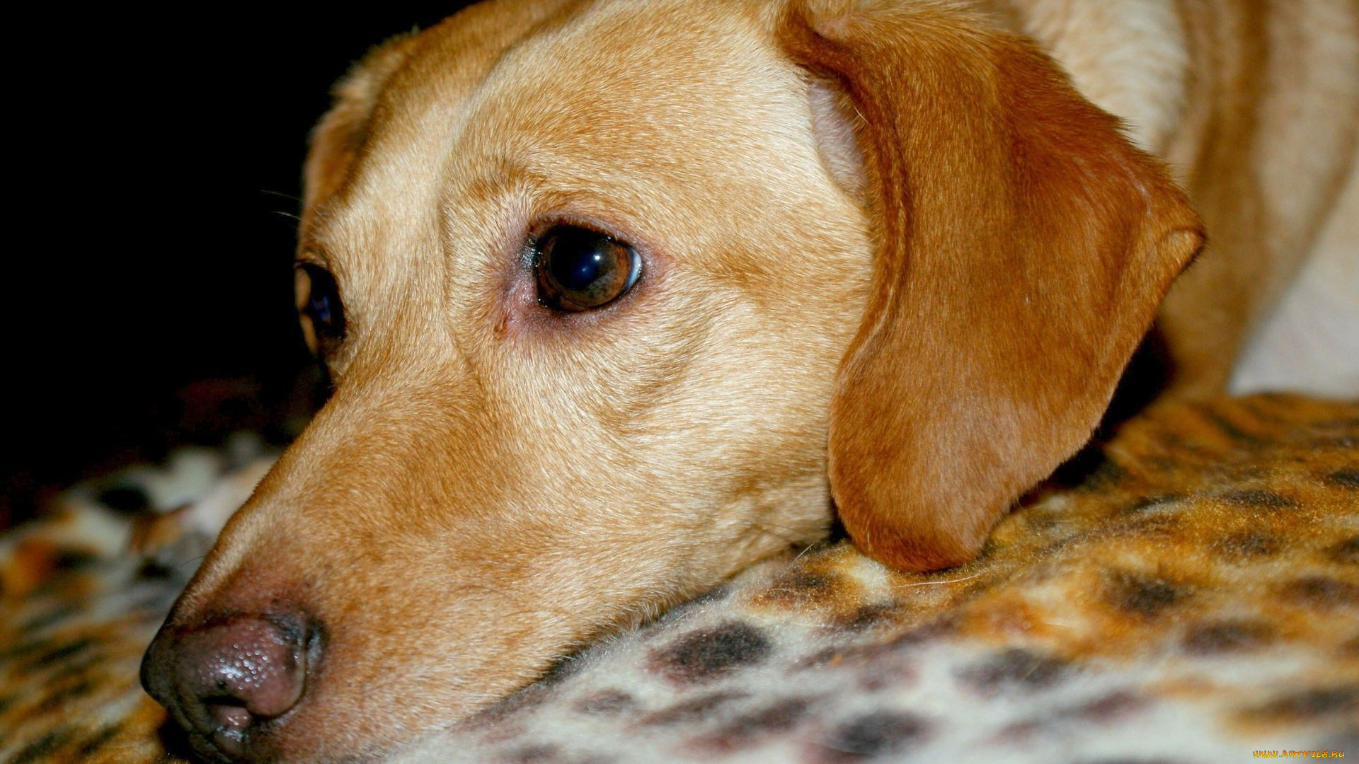 автор, geronima, животные, собаки, взгляд