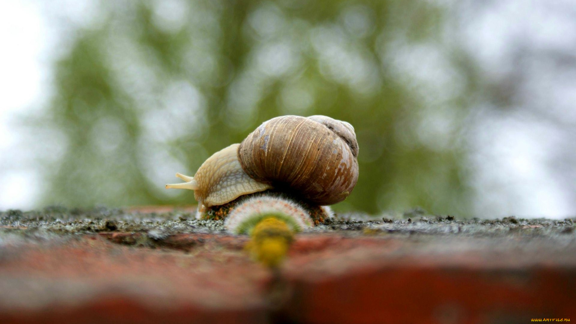 автор, geronima, животные, улитки, улитка