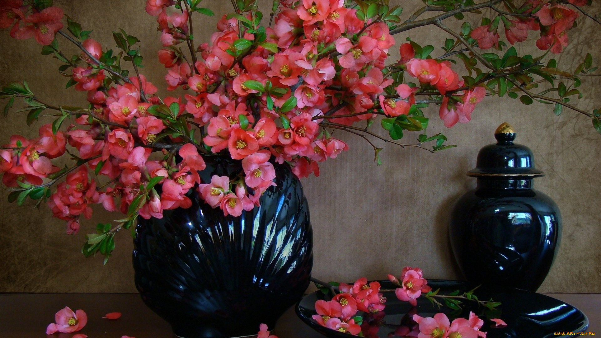 цветы, айва, синий, розовый