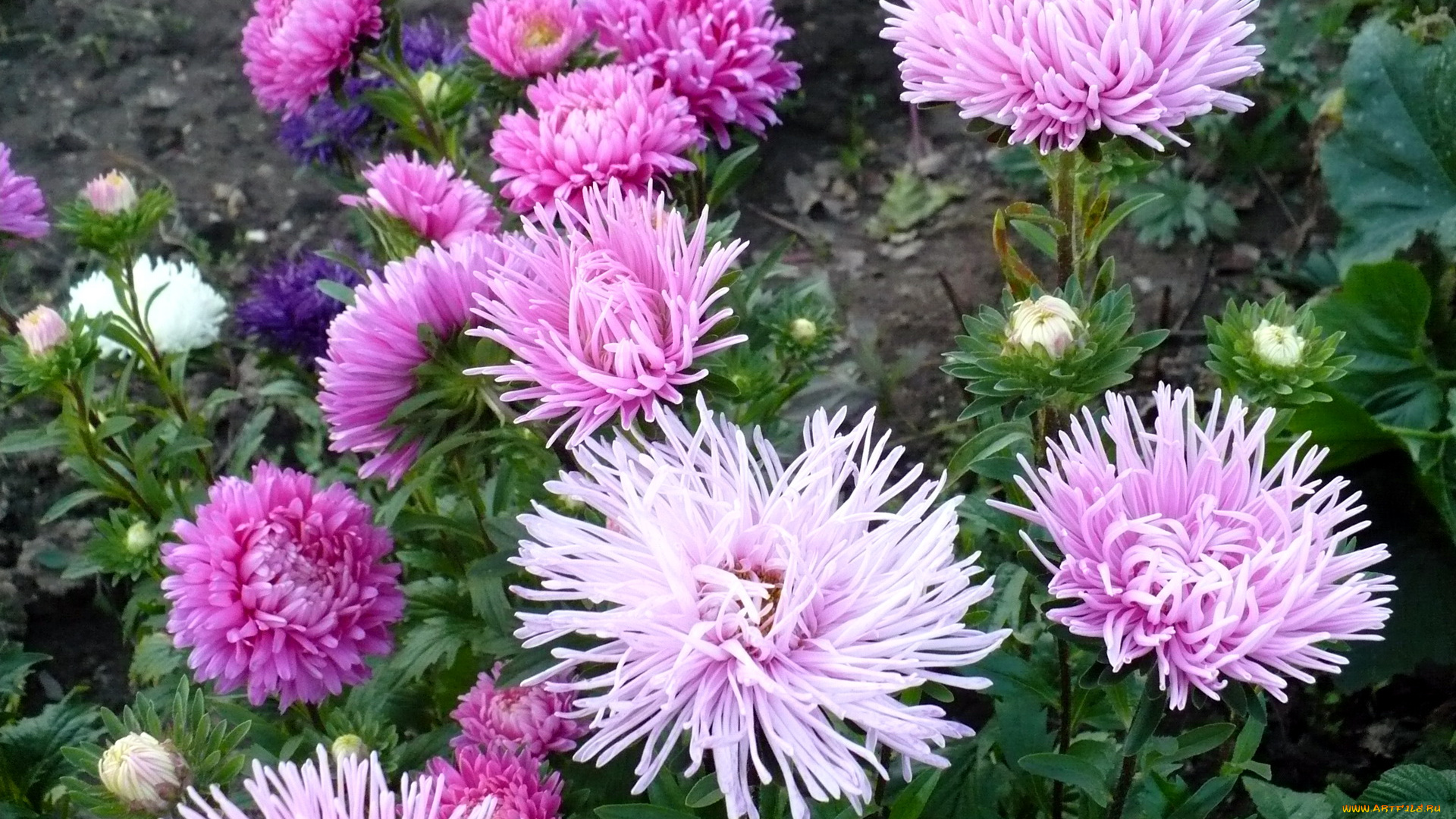 цветы, астры