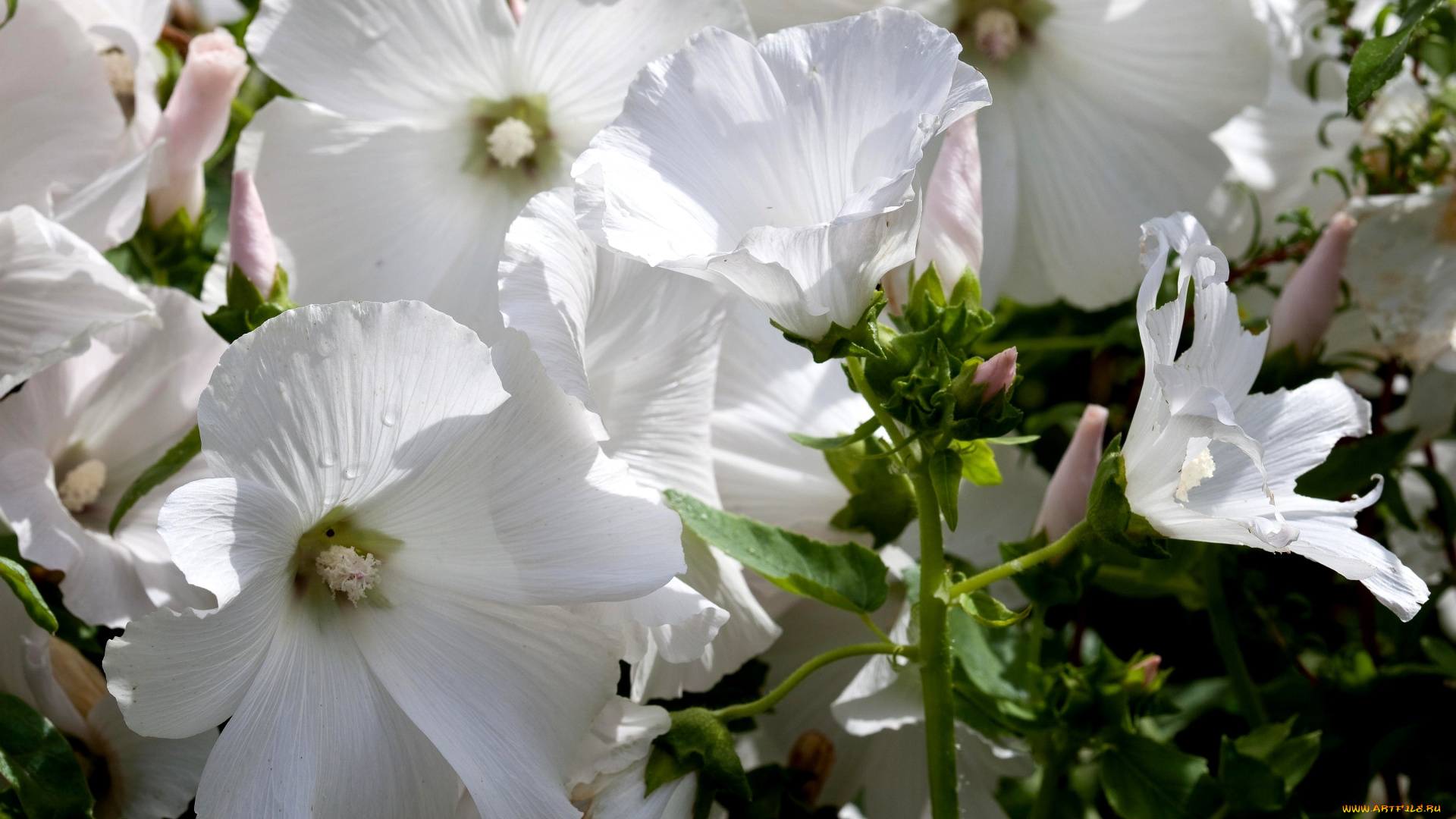 цветы, лаватера, лепестки, белый