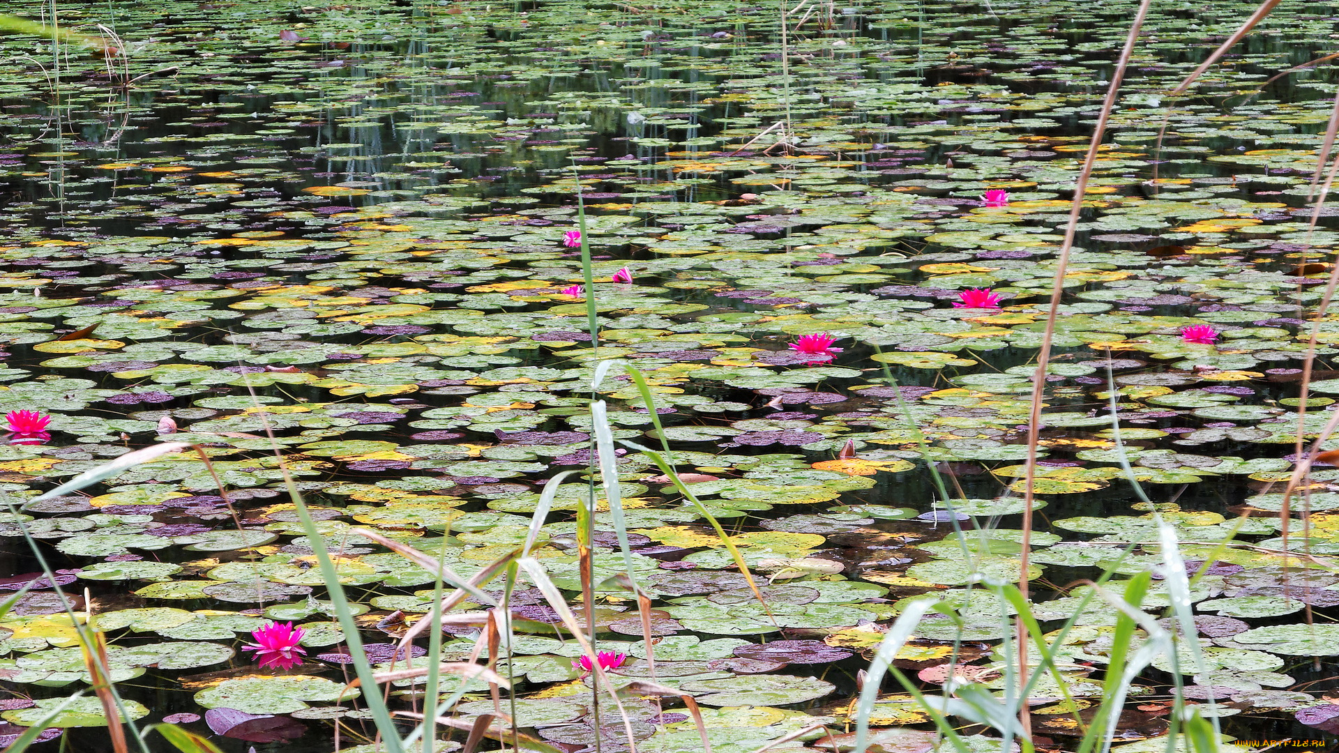 цветы, лилии, водяные, нимфеи, кувшинки, вода, листья