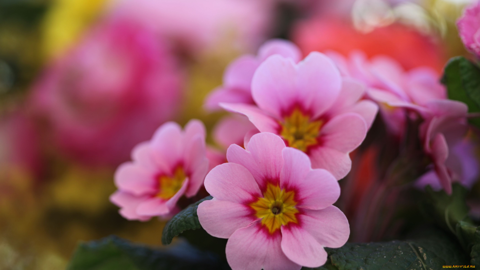 цветы, примулы, лепестки, розовый