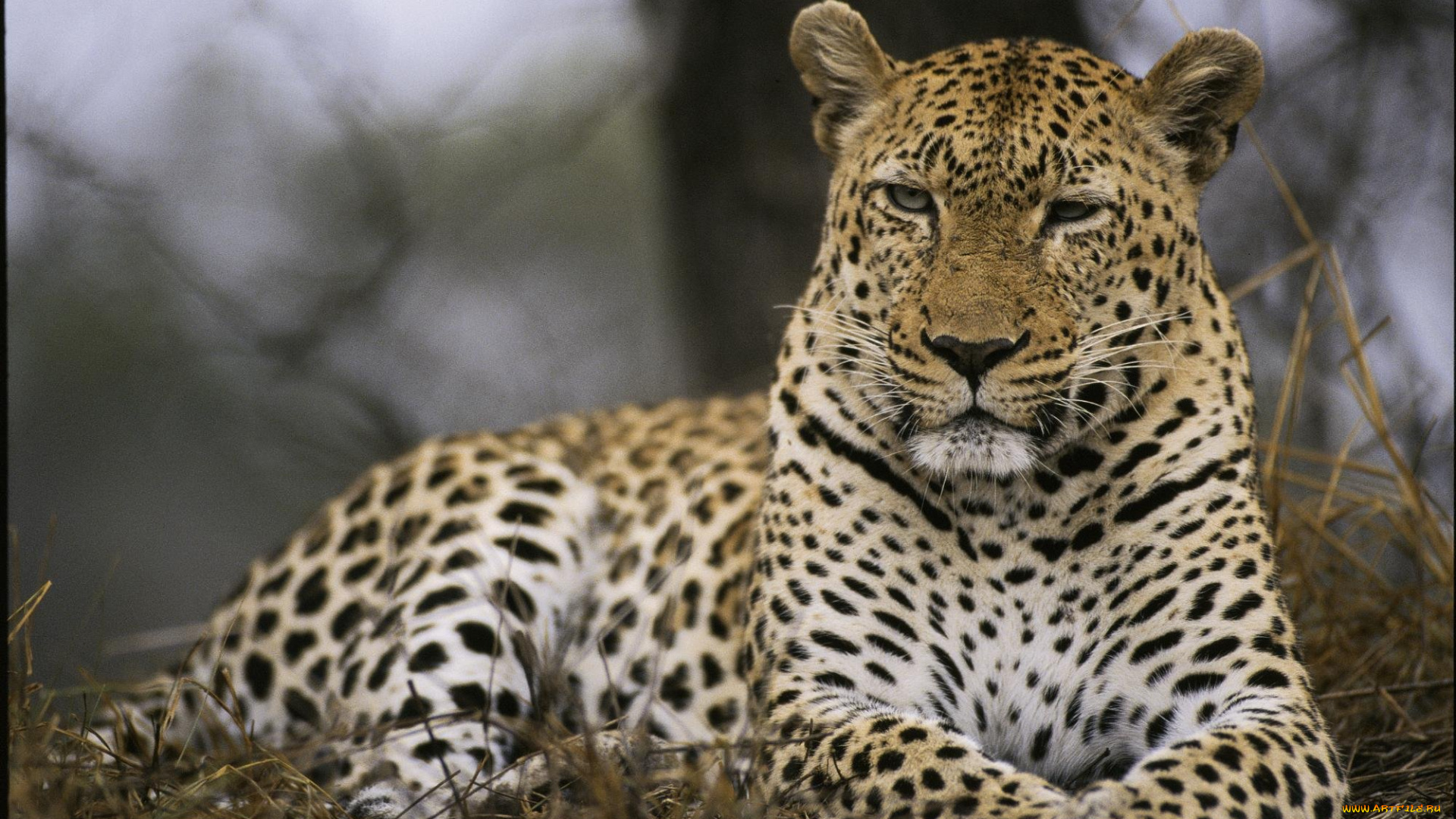 как, вы, меня, уже, достали, животные, леопарды, лежит, леопард, морда, хмурый