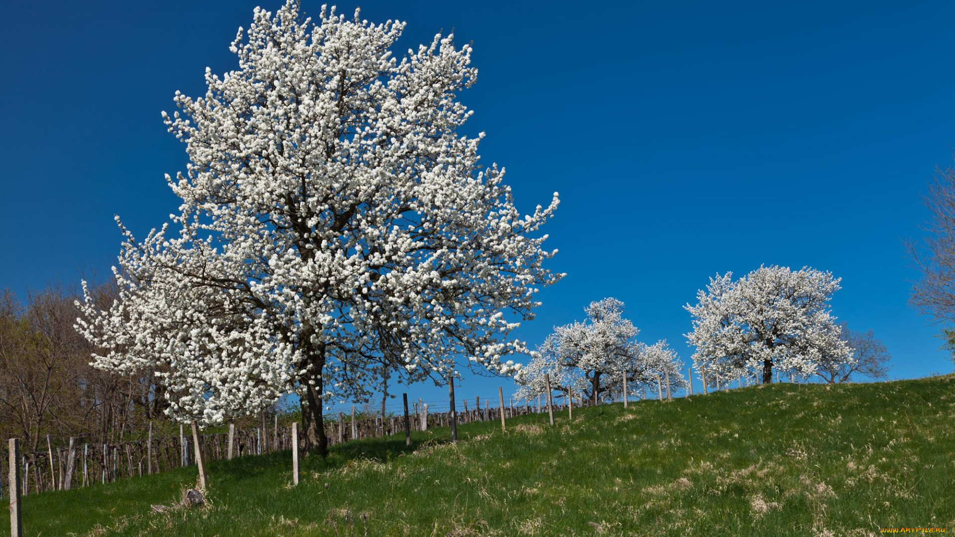 природа, деревья, tree