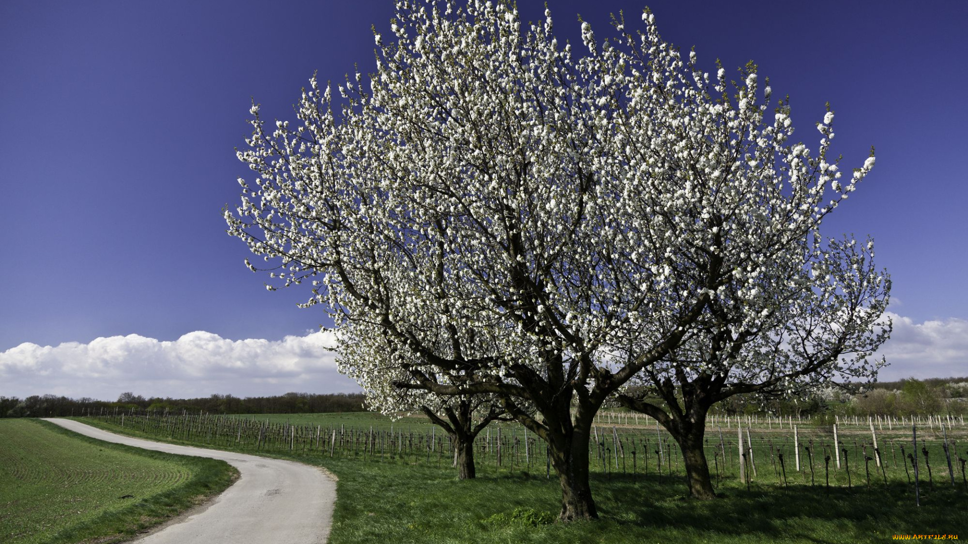 природа, деревья, вишня