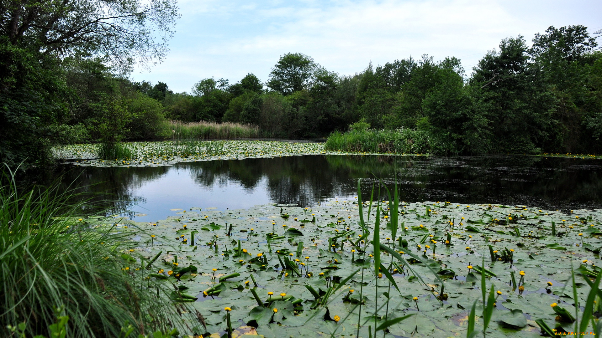 природа, реки, озера, великобритания, broad, oak, lake