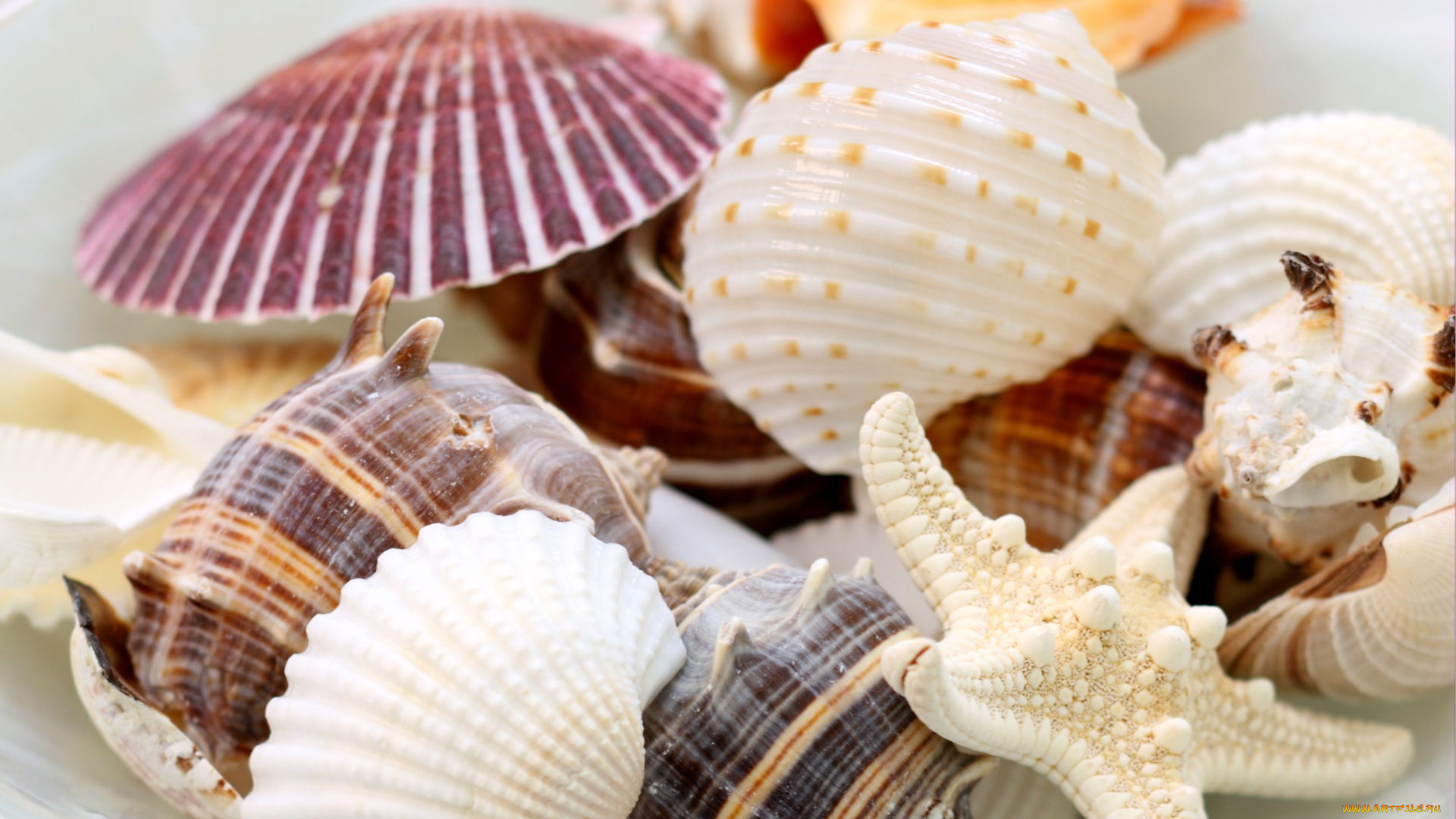 разное, ракушки, кораллы, декоративные, spa, камни, морская, звезда