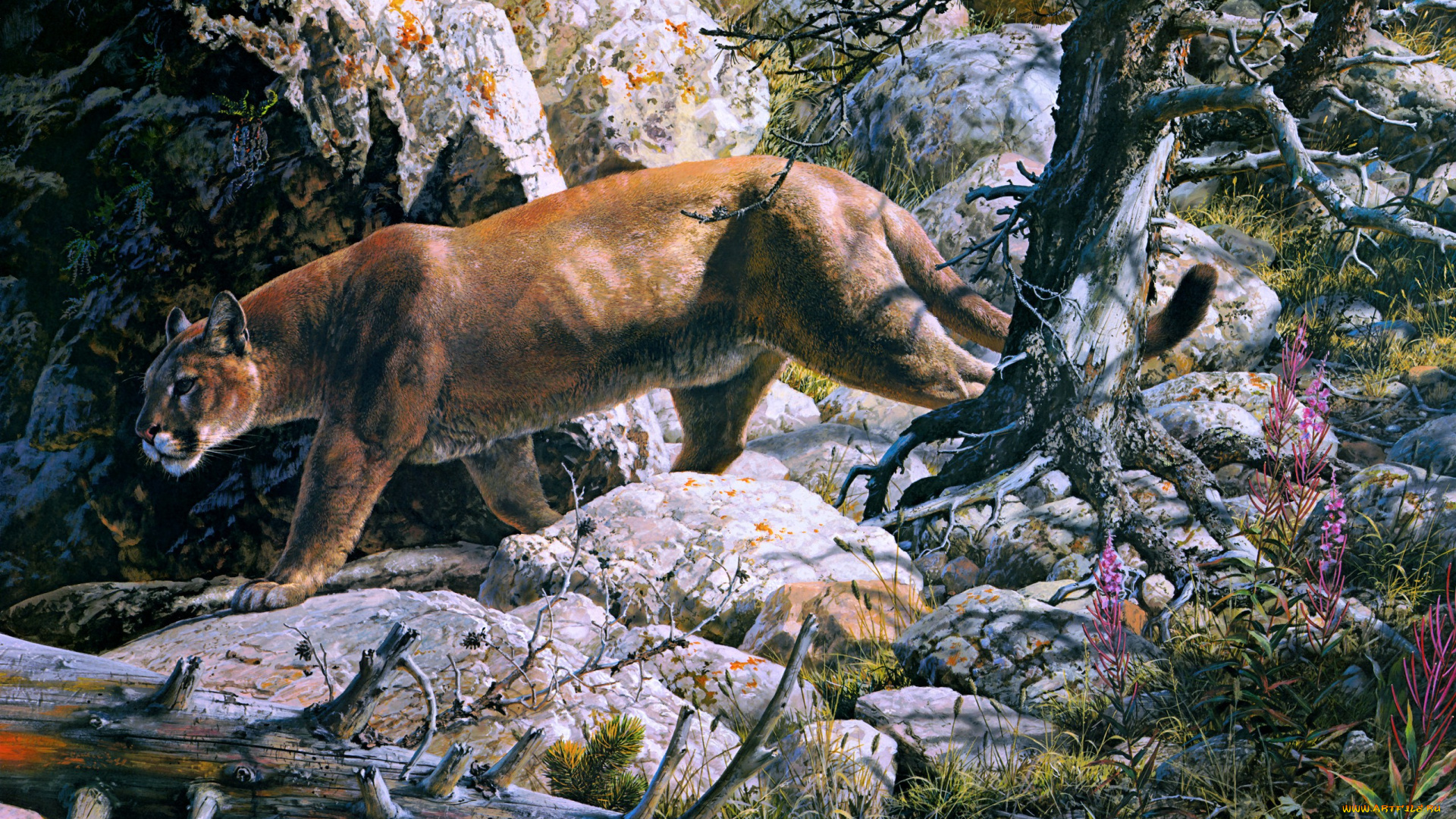 silent, passage, рисованные, carl, brenders, painting, cougar, forest, mountain, lion, mountains, rocks, beast, of, prey, cat, animal