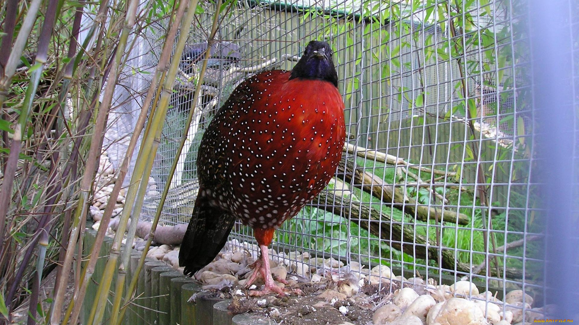 животные, глухари, тетерева, фазаны, клетка, бамбук, птица