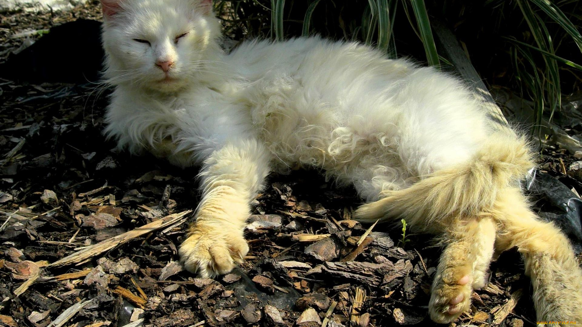 животные, коты, кот, щепки