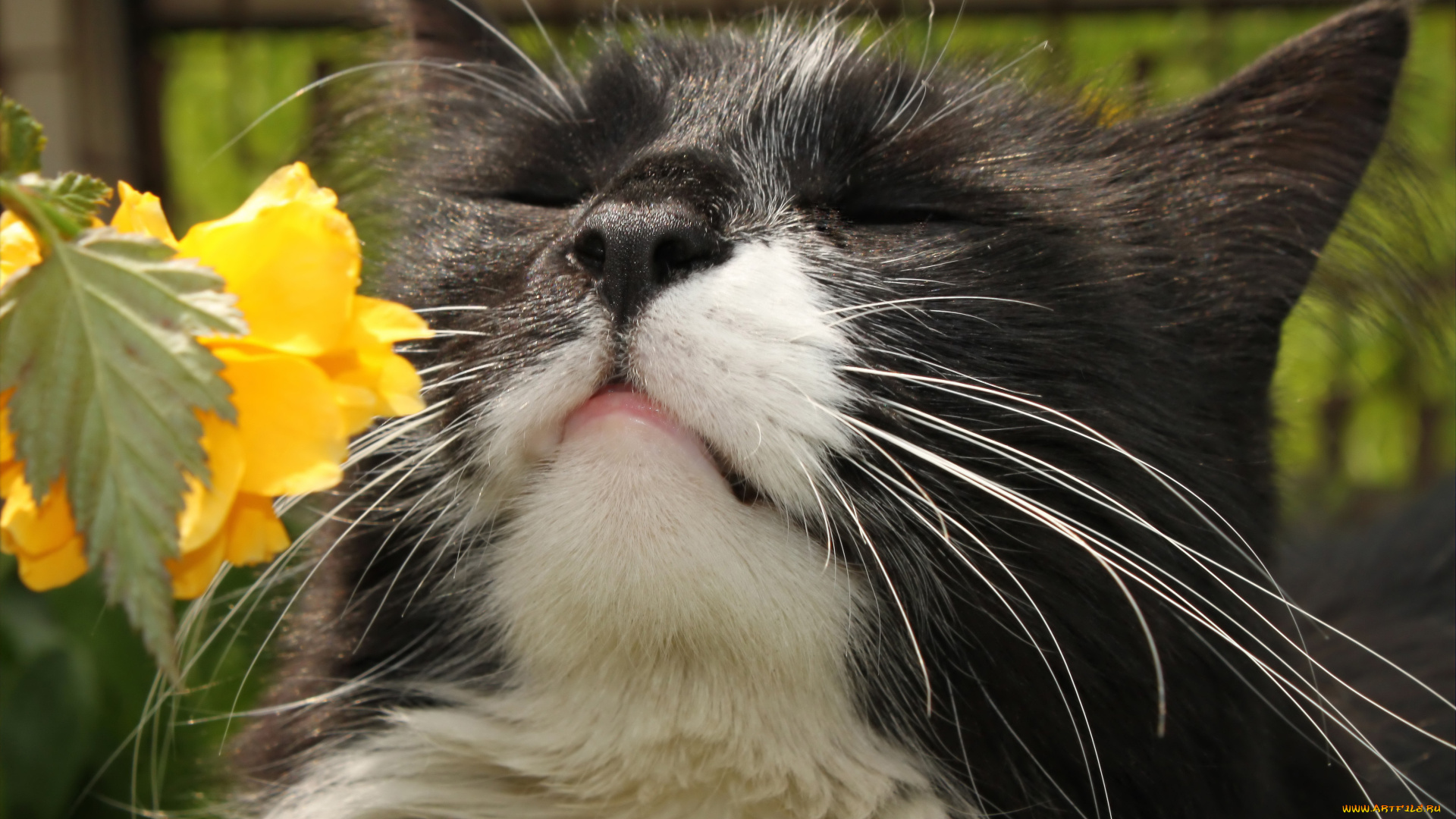 животные, коты, морда, цветок