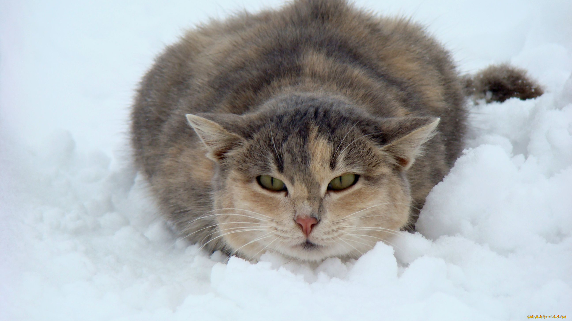 животные, коты, снег, зима