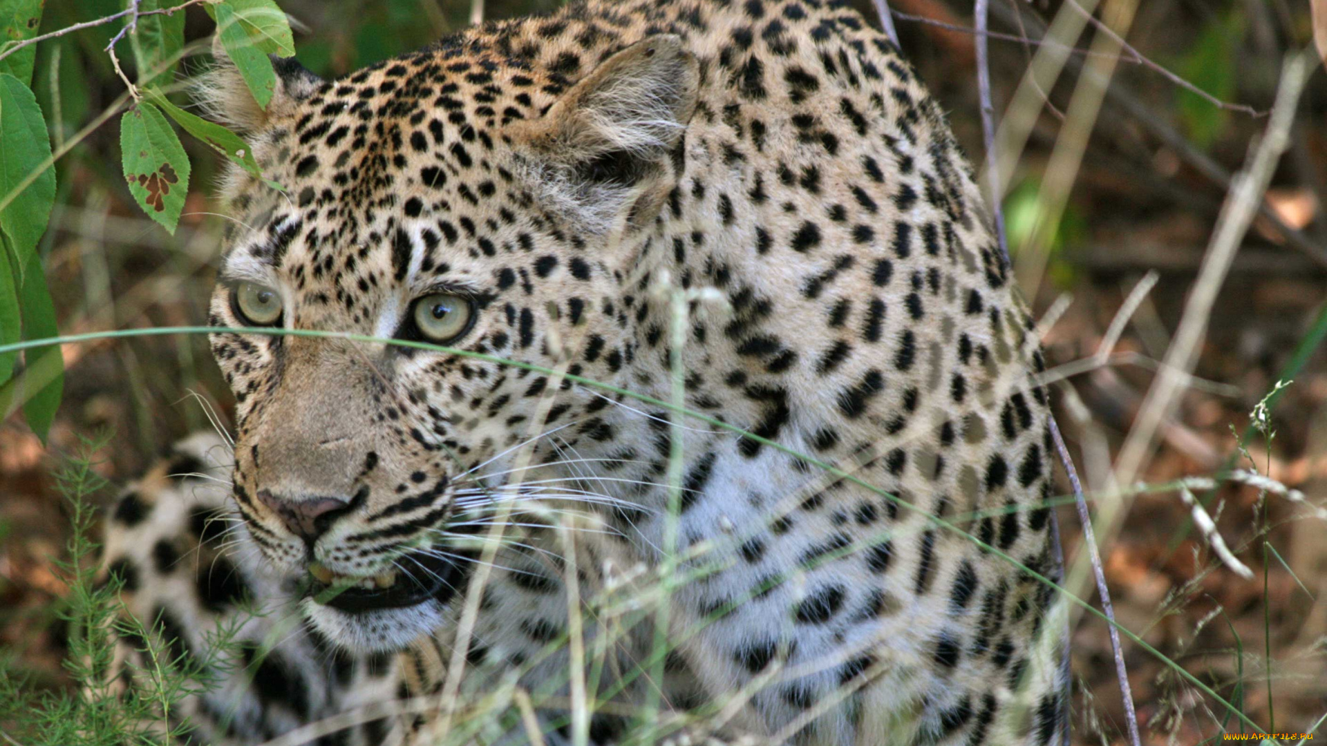 животные, леопарды, охота, леопард, притаился