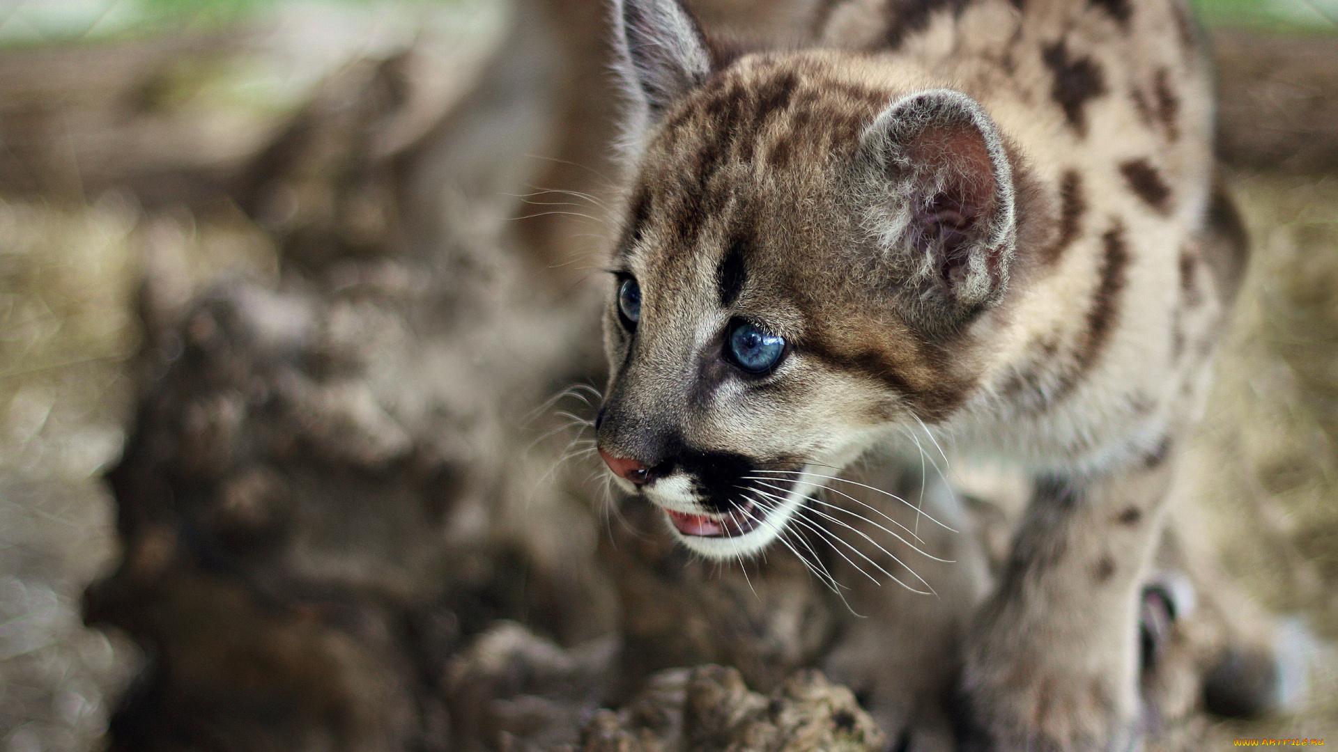 животные, пумы, пума, кугуар, котёнок, горный, лев, мордочка