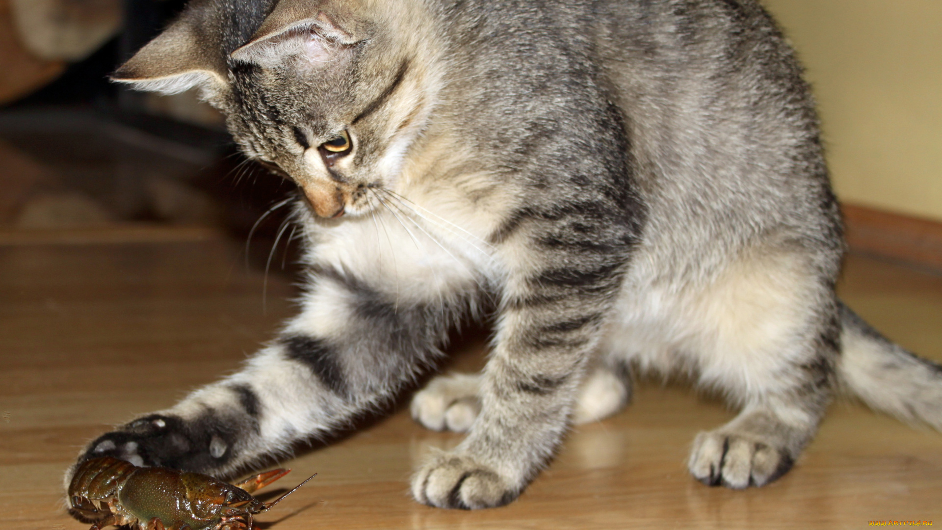 животные, разные, вместе, кошка, рак