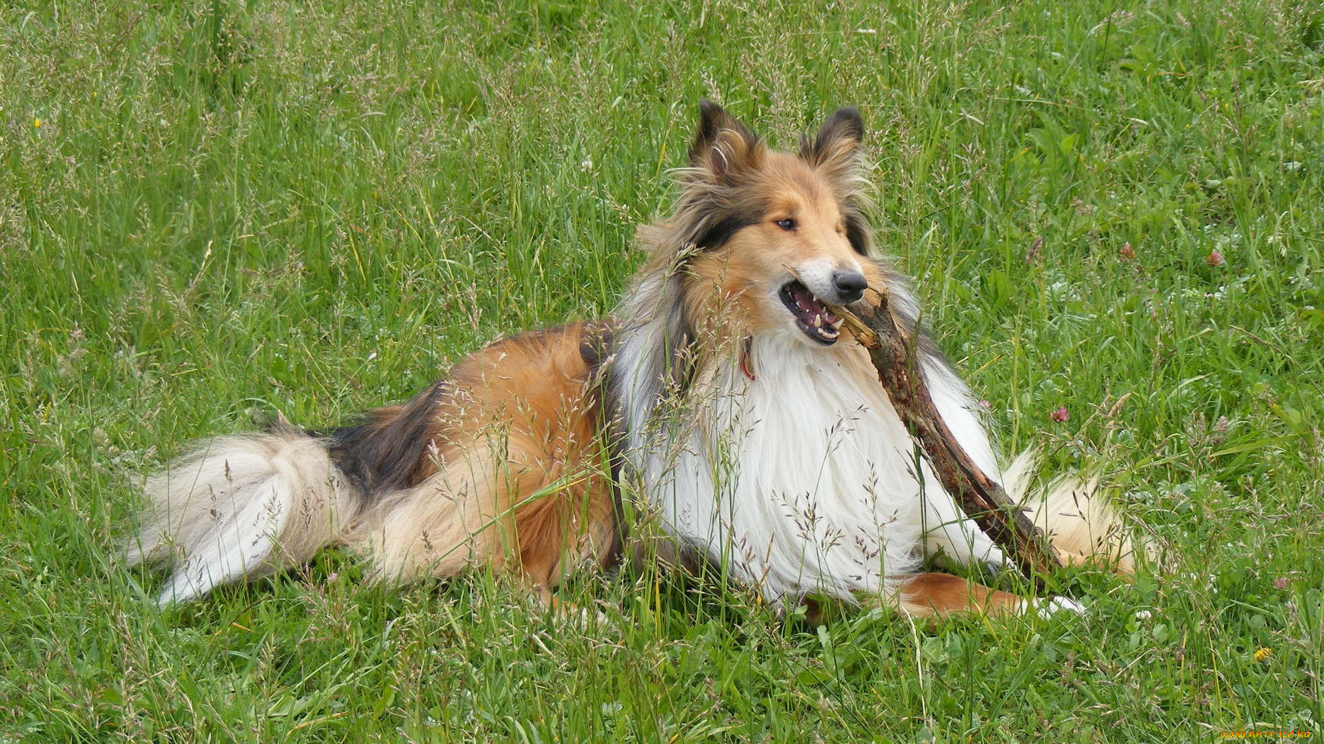 животные, собаки, колли