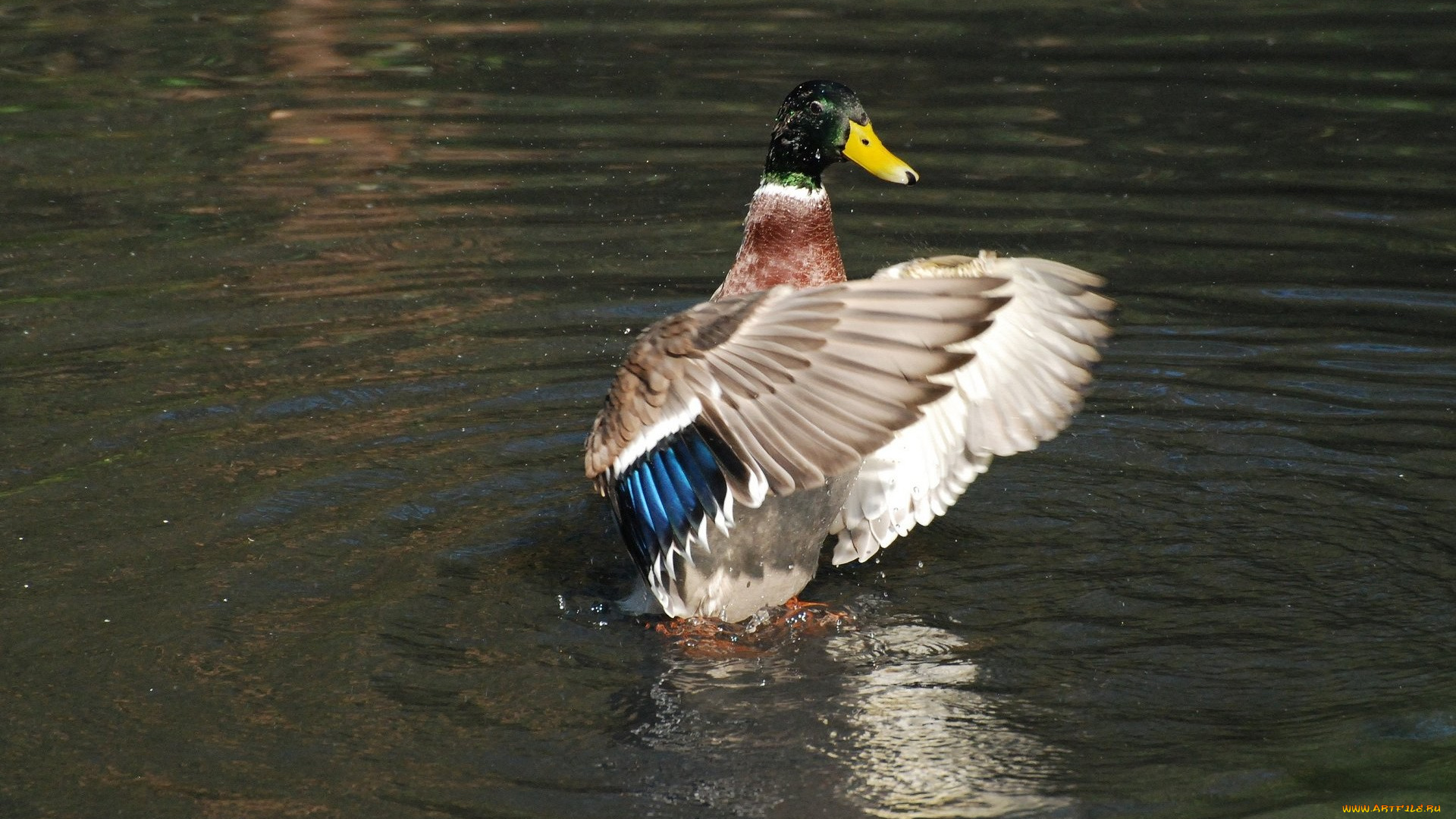 животные, утки, крылья