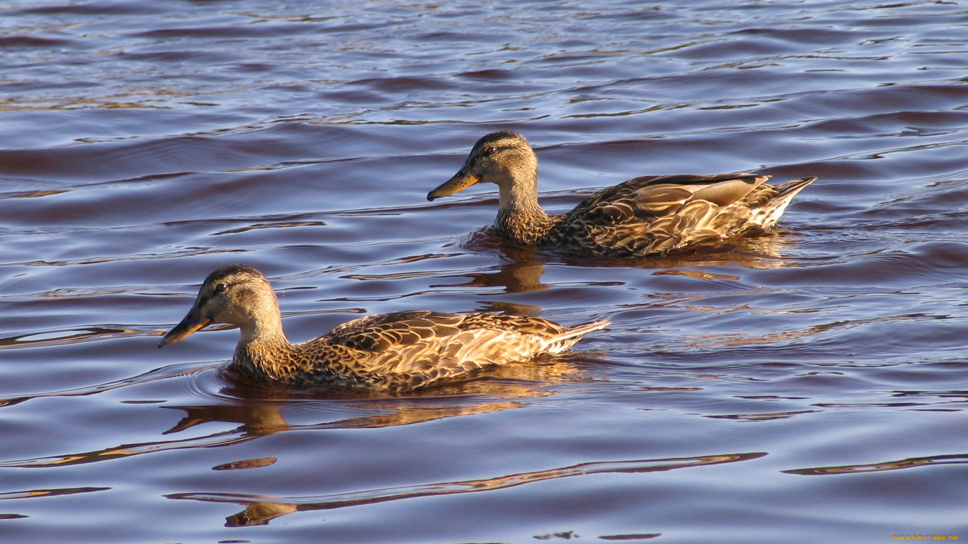 животные, утки, вода