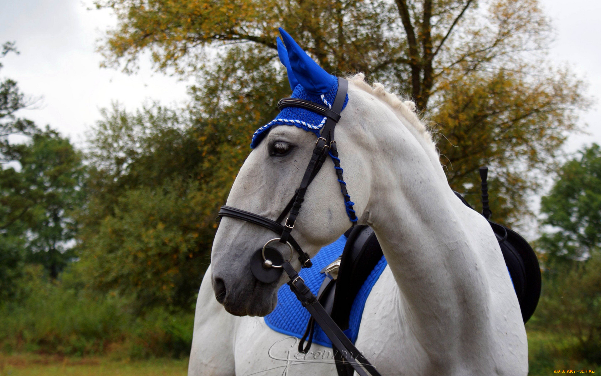 автор, geronima, животные, лошади, упряжь