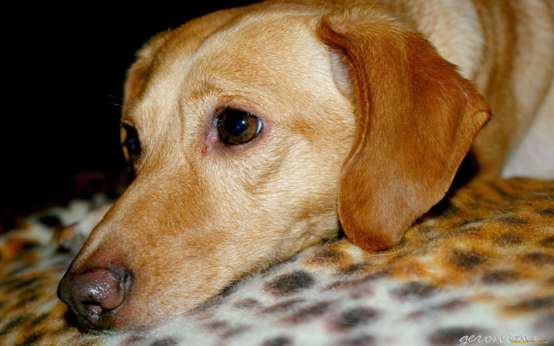 автор, geronima, животные, собаки, взгляд