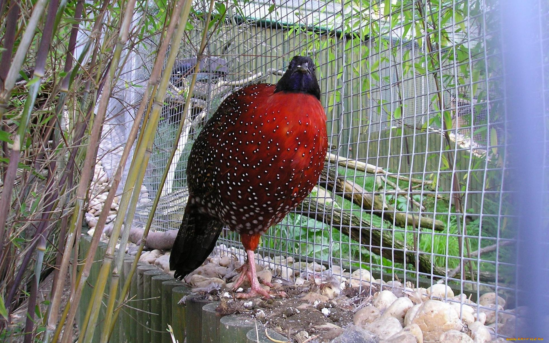 животные, глухари, тетерева, фазаны, клетка, бамбук, птица