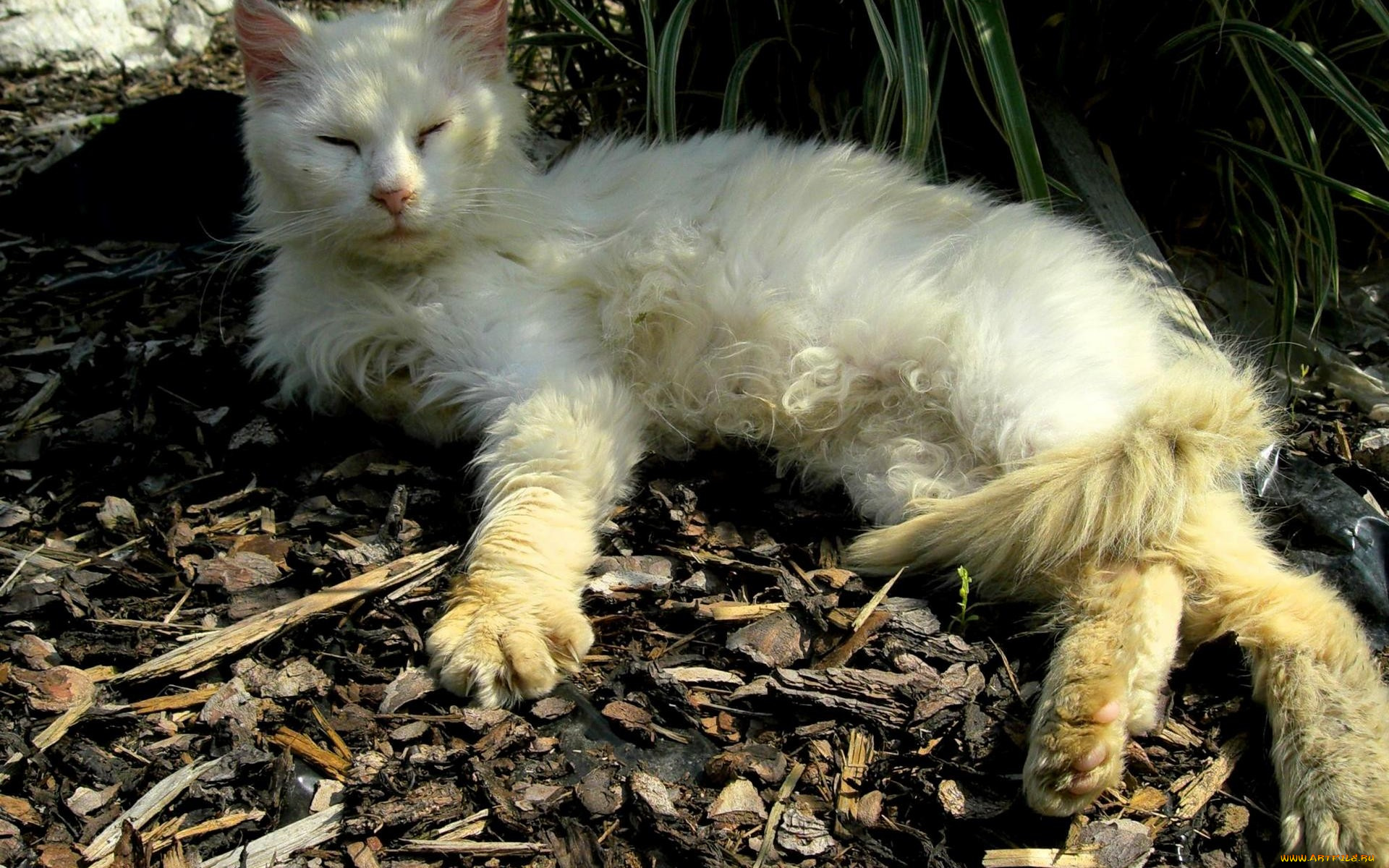 животные, коты, кот, щепки