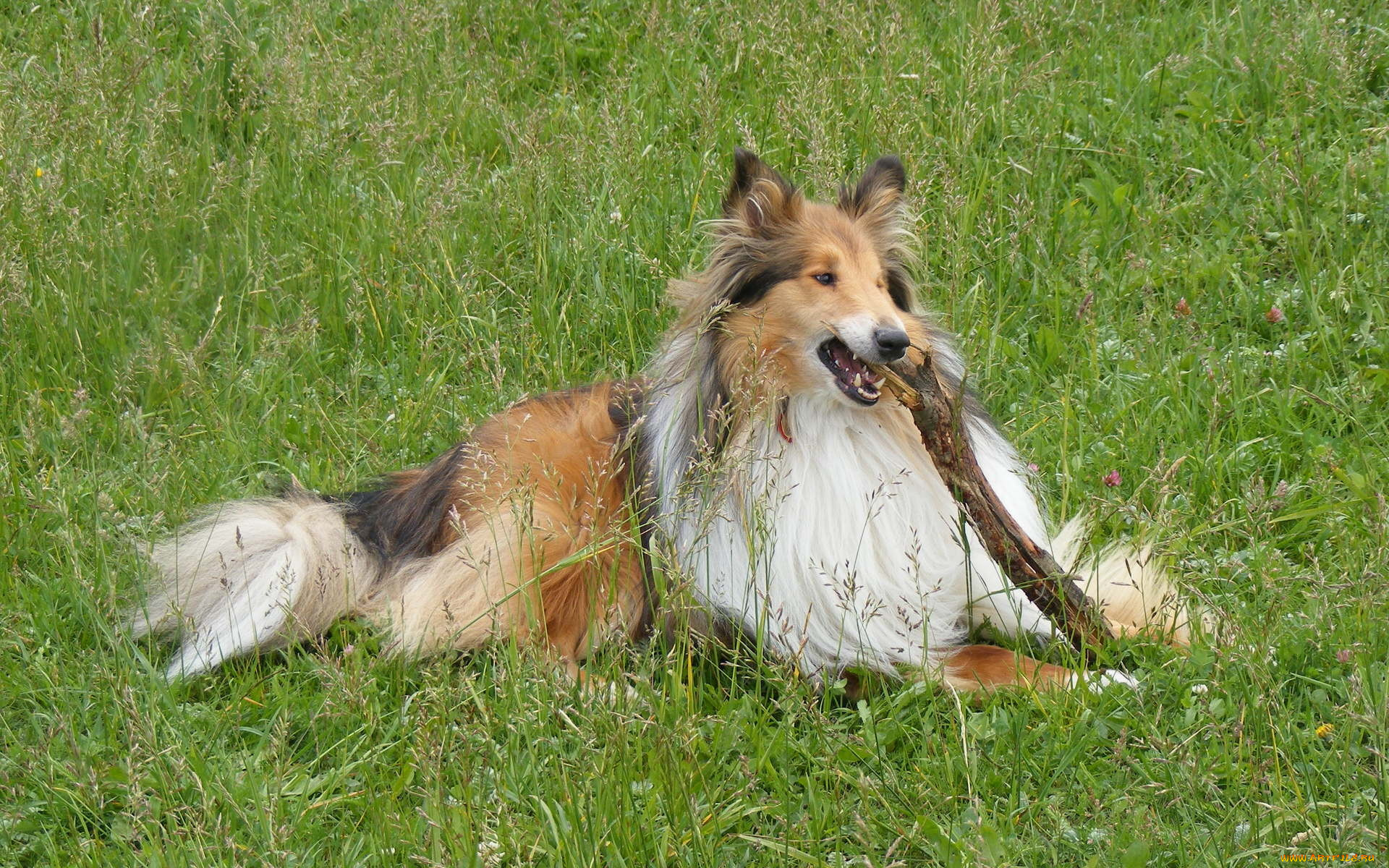 животные, собаки, колли