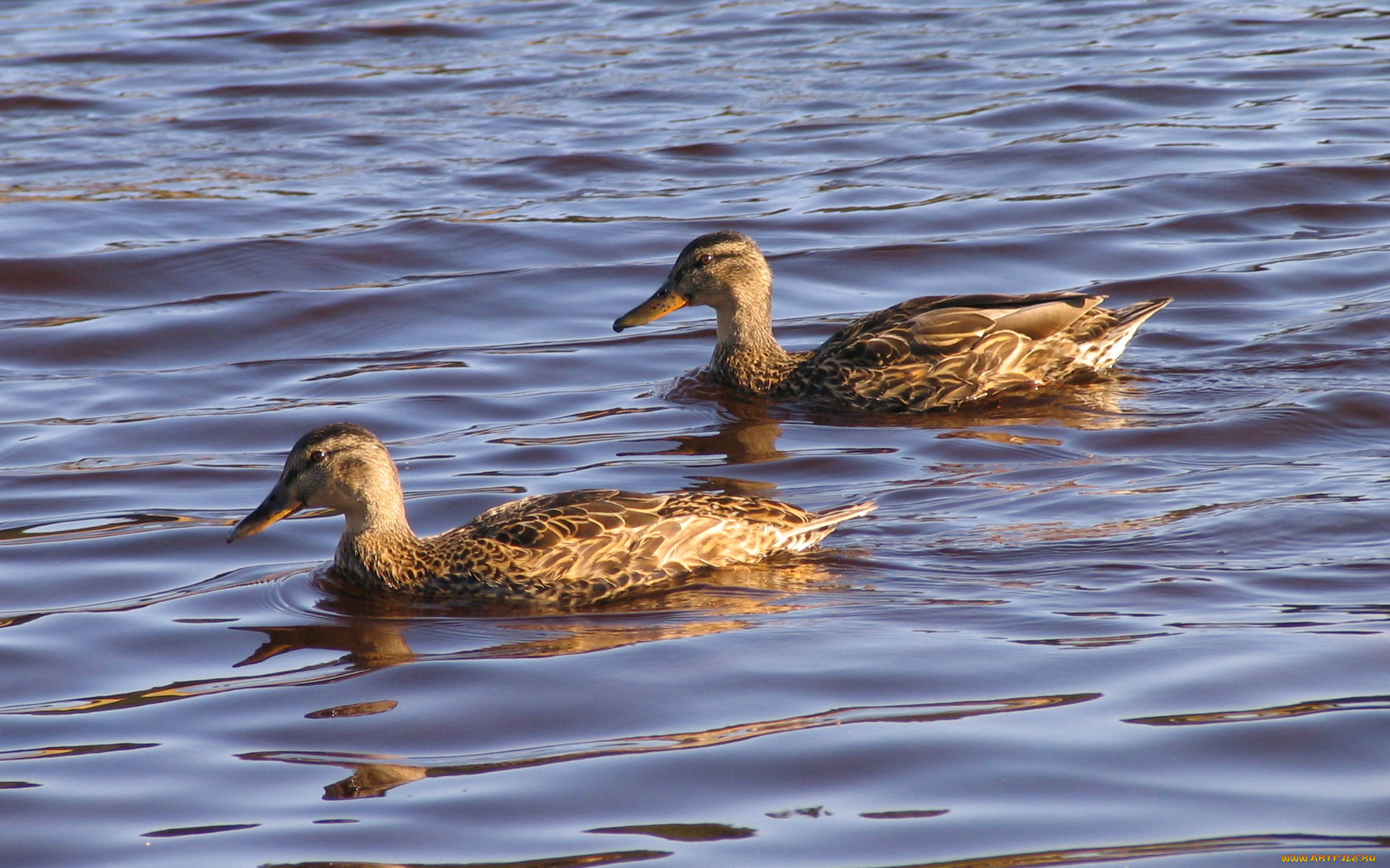 животные, утки, вода