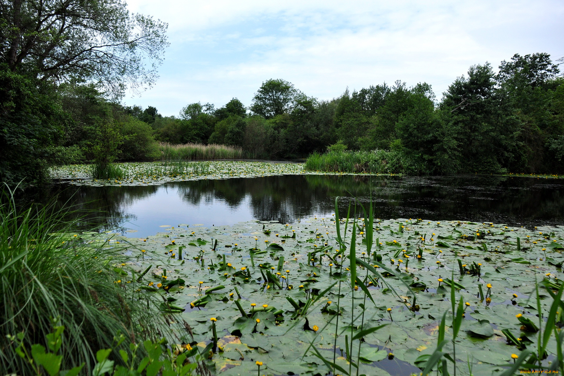 природа, реки, озера, великобритания, broad, oak, lake