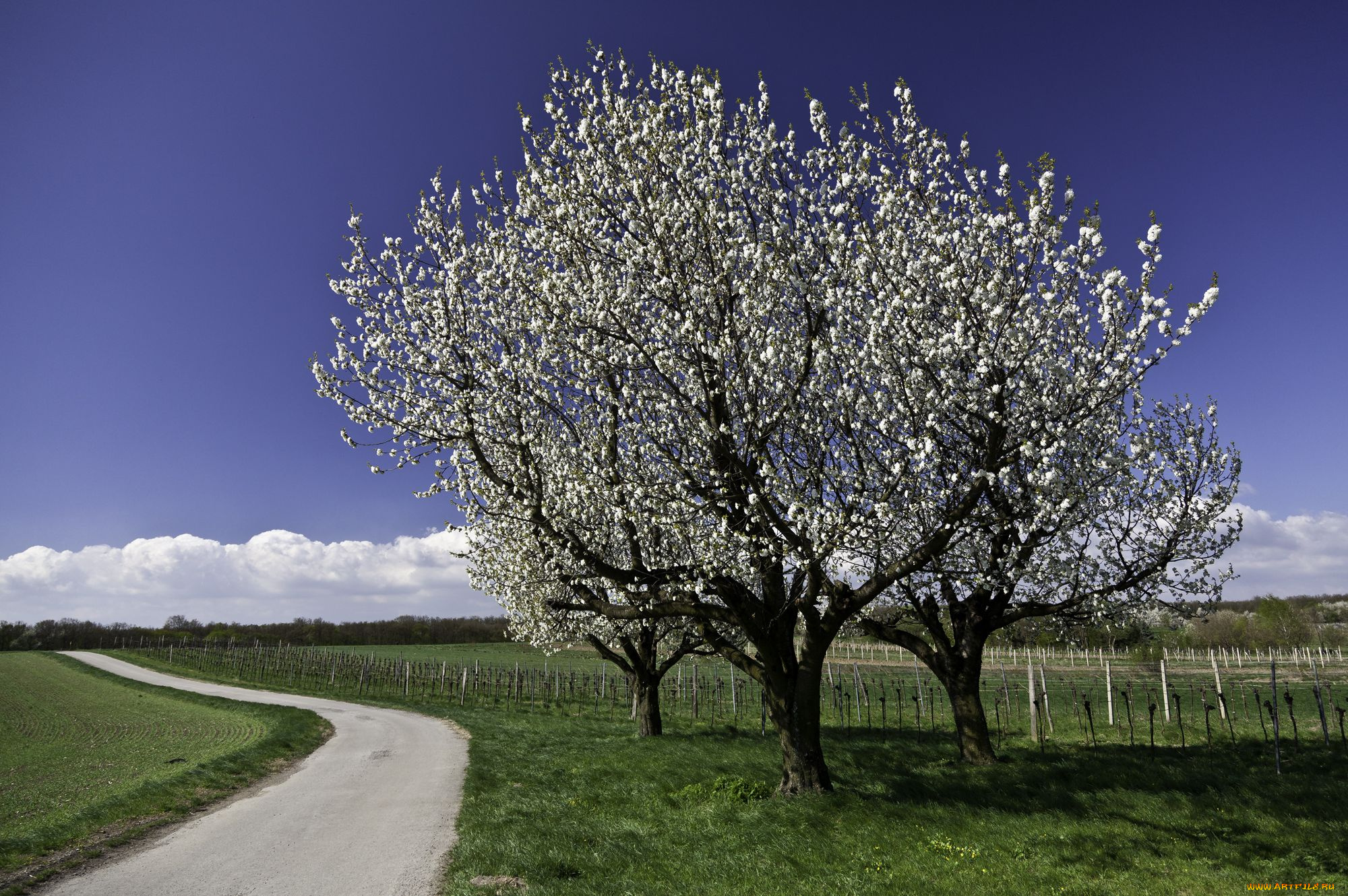 природа, деревья, вишня