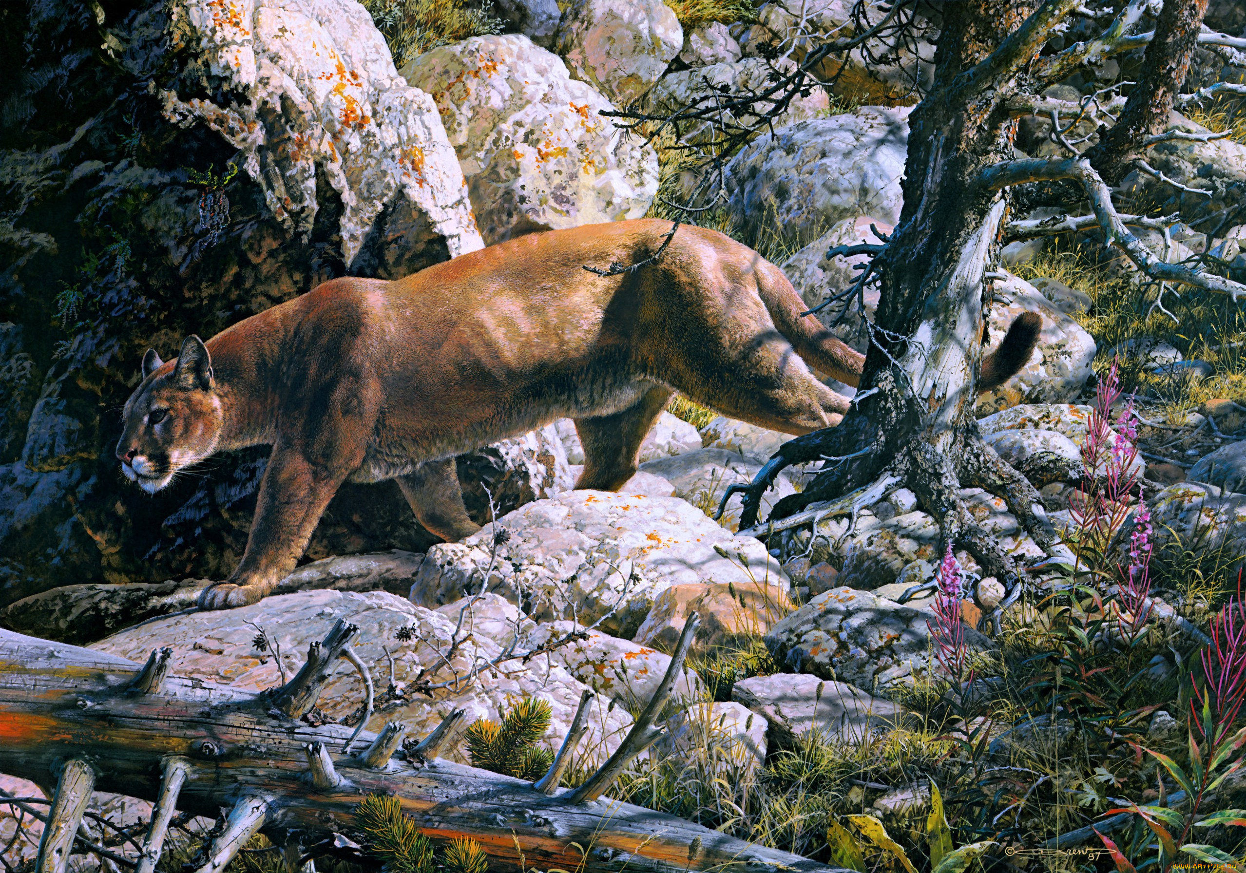 silent, passage, рисованные, carl, brenders, painting, cougar, forest, mountain, lion, mountains, rocks, beast, of, prey, cat, animal