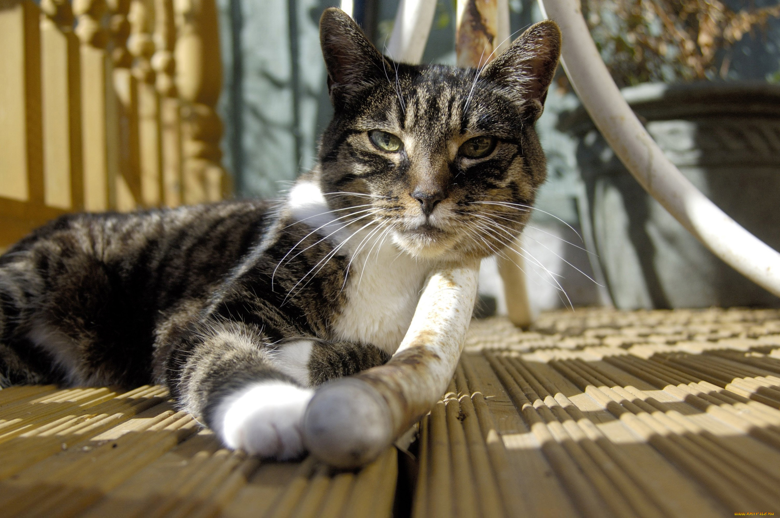 животные, коты, кошка