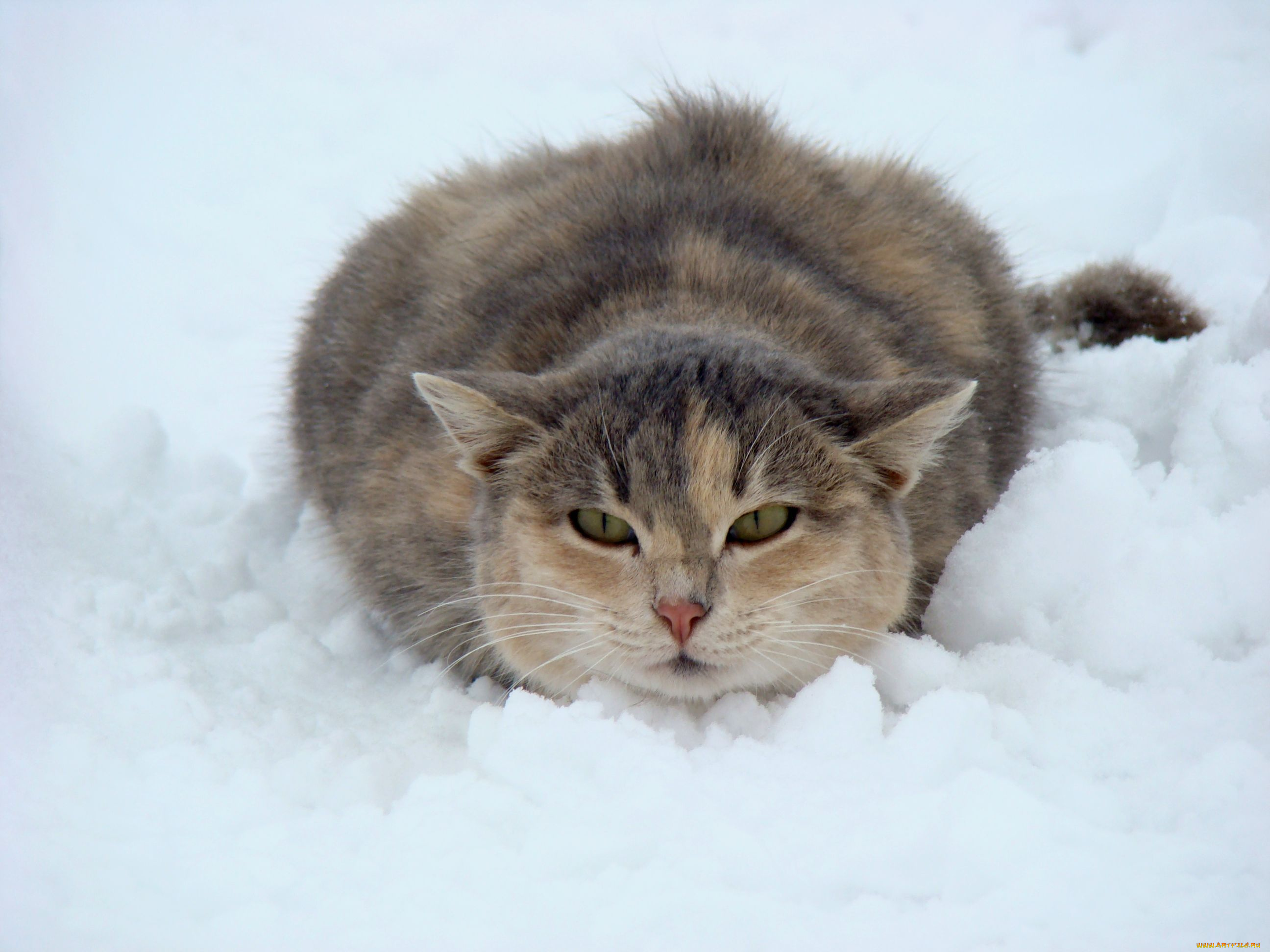 животные, коты, снег, зима