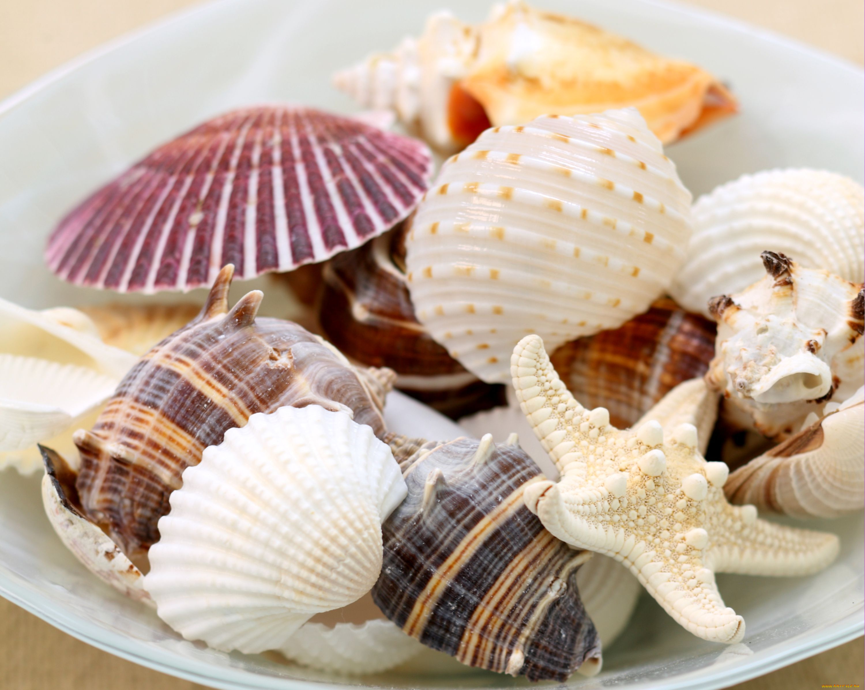 разное, ракушки, кораллы, декоративные, spa, камни, морская, звезда